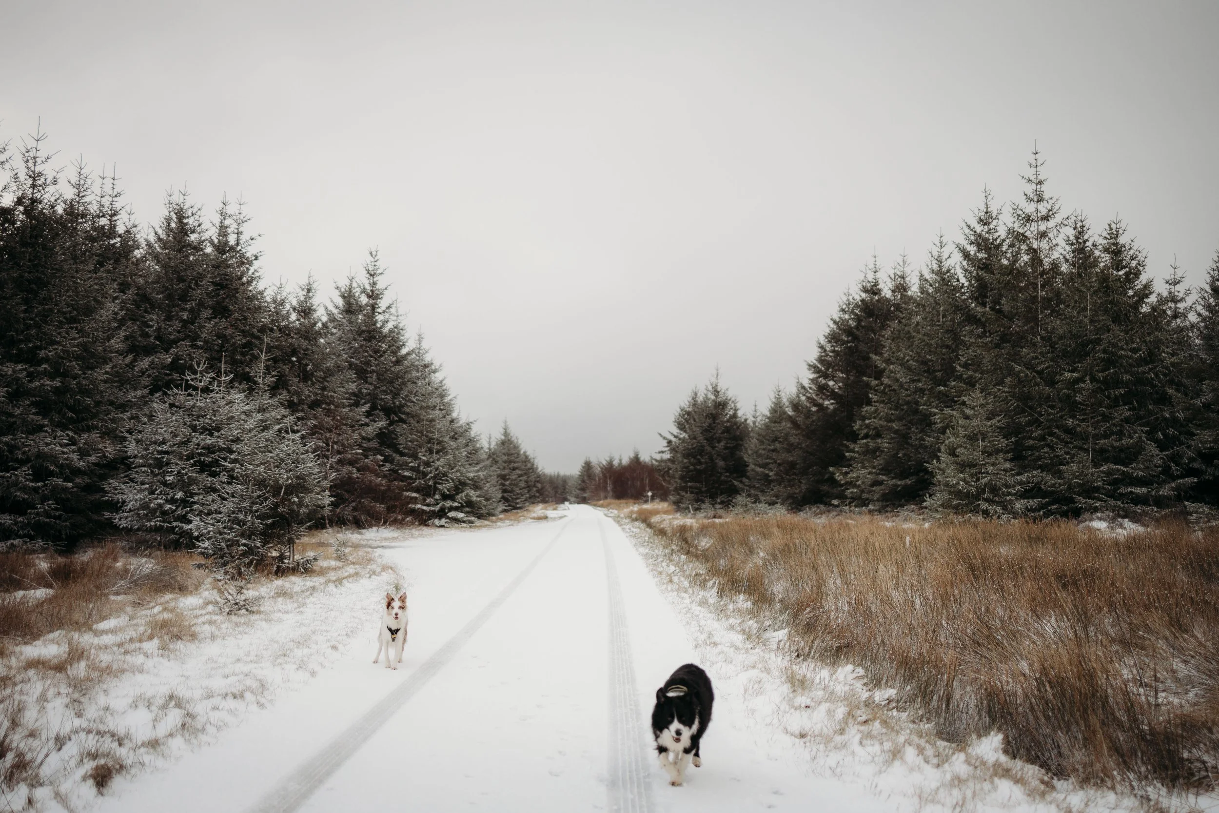 Dogs walking on a snowy forest road on the North Coast 500