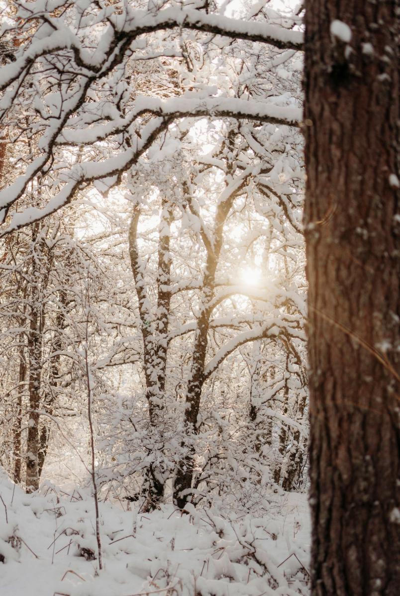 Snow-covered forest with sunlight breaking through the trees in winter