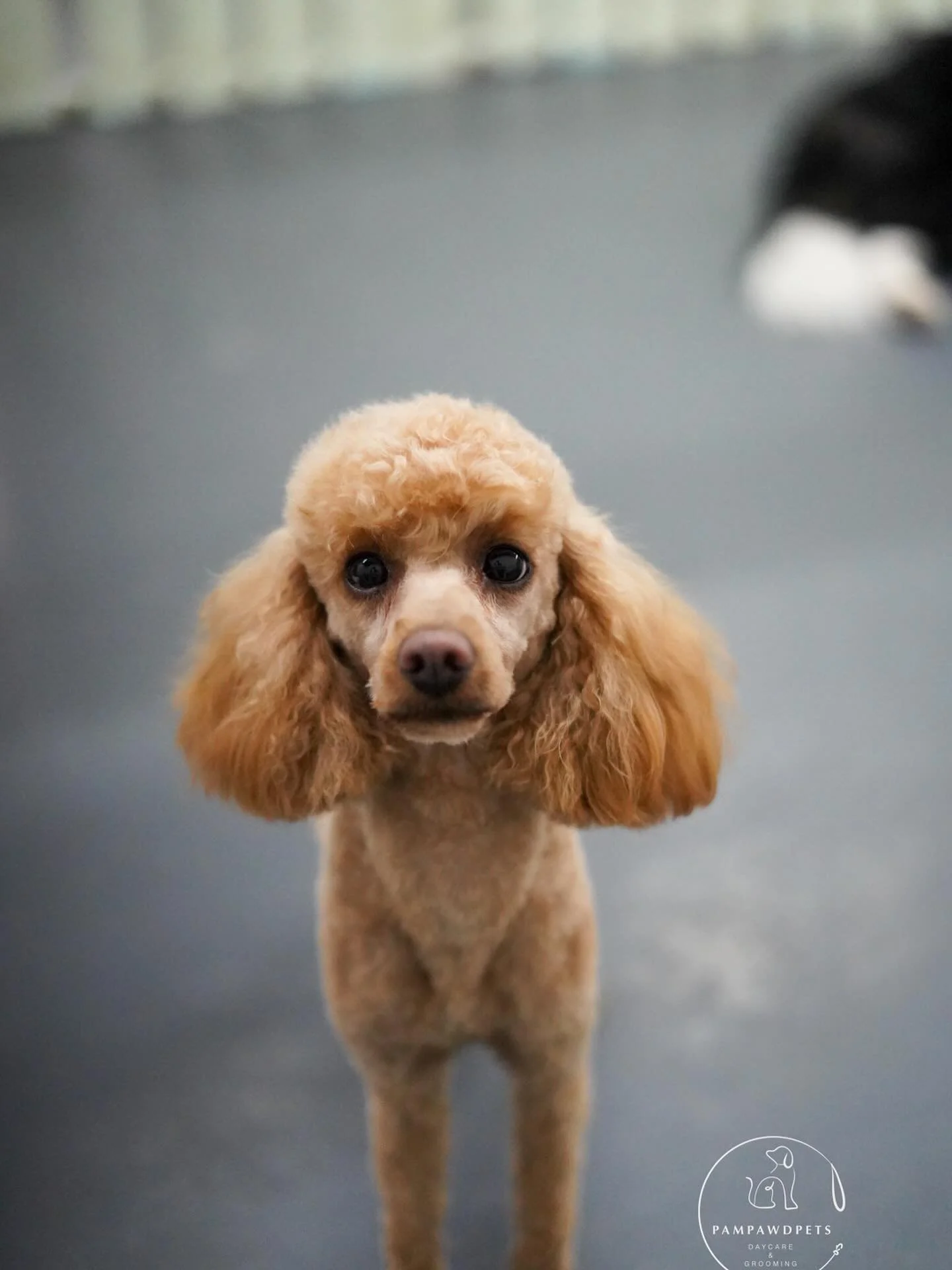 All groomed and gorgeous at Pampawd Pets ✨🐾 We&rsquo;re fully booked for this week, but spots are open from next week. With the weather warming up, appointments are filling quickly - don&rsquo;t miss out! Book online today 💻