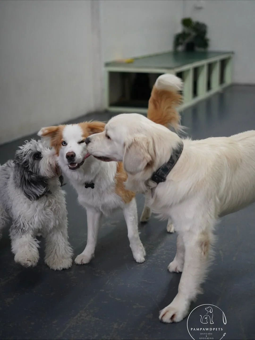 Playtime, cuddles, and plenty of wagging tails 🐾✨