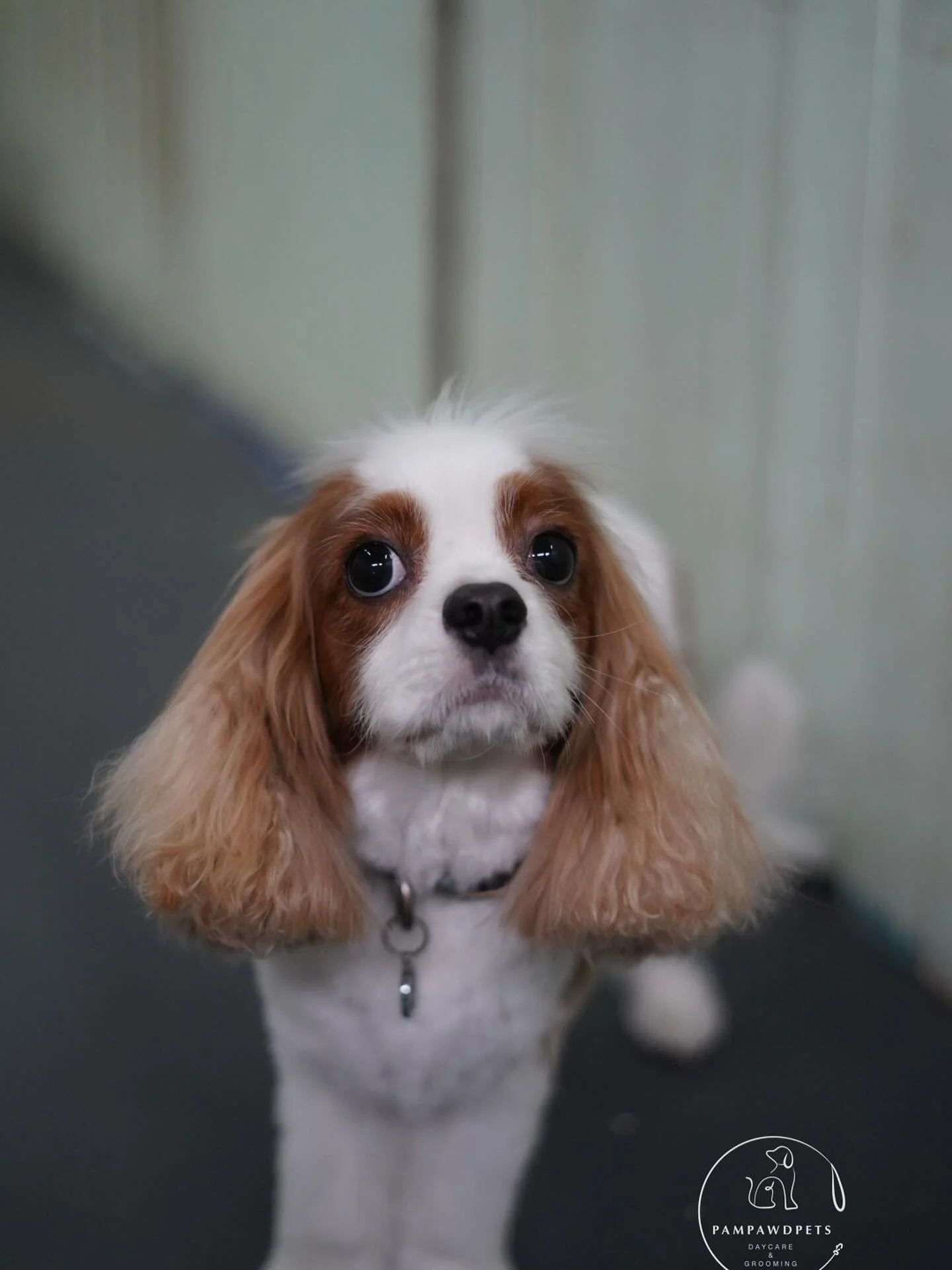 We&rsquo;ve got just ONE spot left for next week - be quick! 🐾
Our grooming is open Monday&ndash;Friday for small to medium dogs, with instant booking available online. Services include full grooms, wash &amp; tidy, nail clipping, and de-shedding to