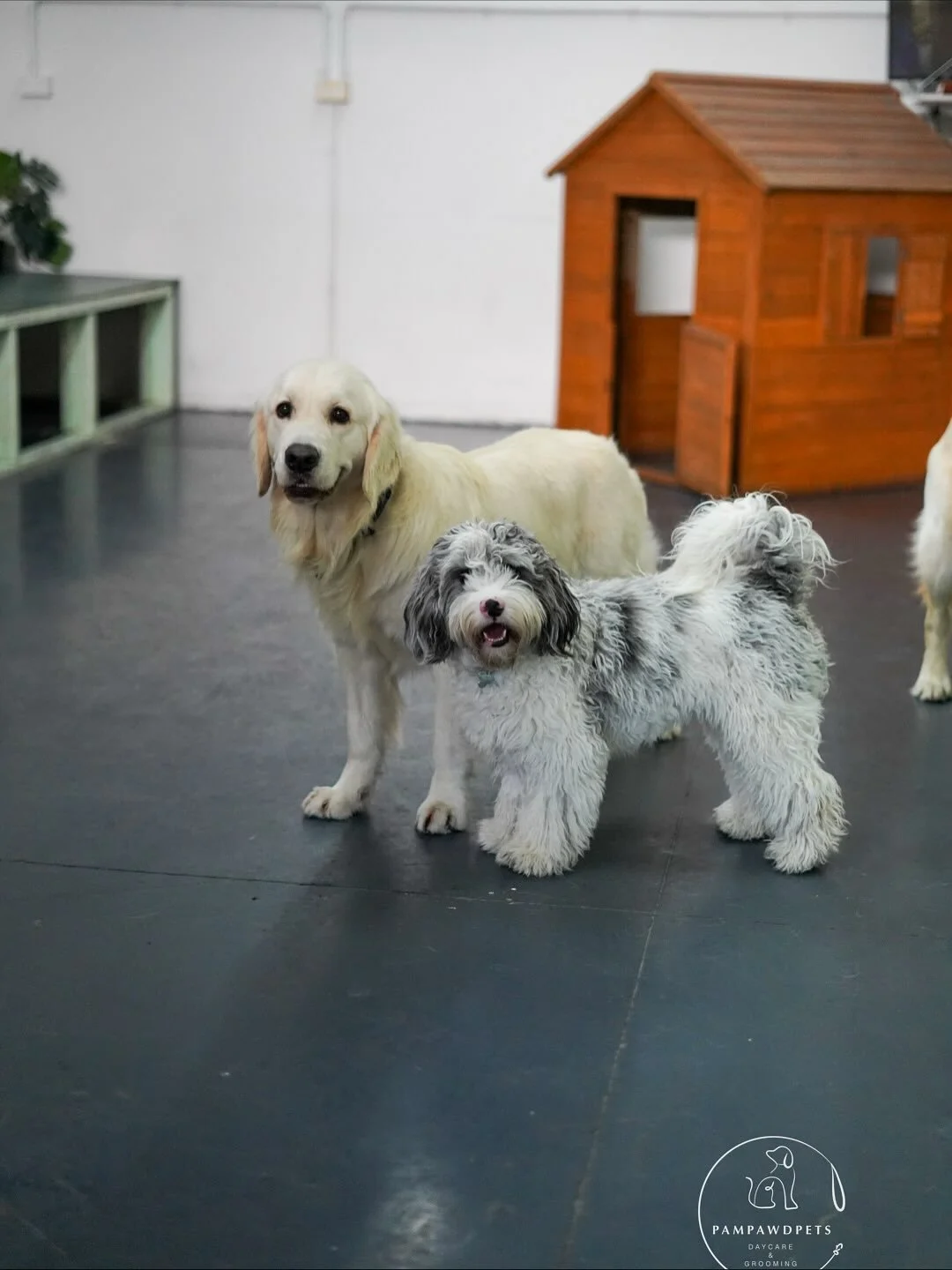 🐾 Daycare vibes today 🐾
Plenty of zoomies, cuddles, and wagging tails - Nothing better than a full house of happy pups.
