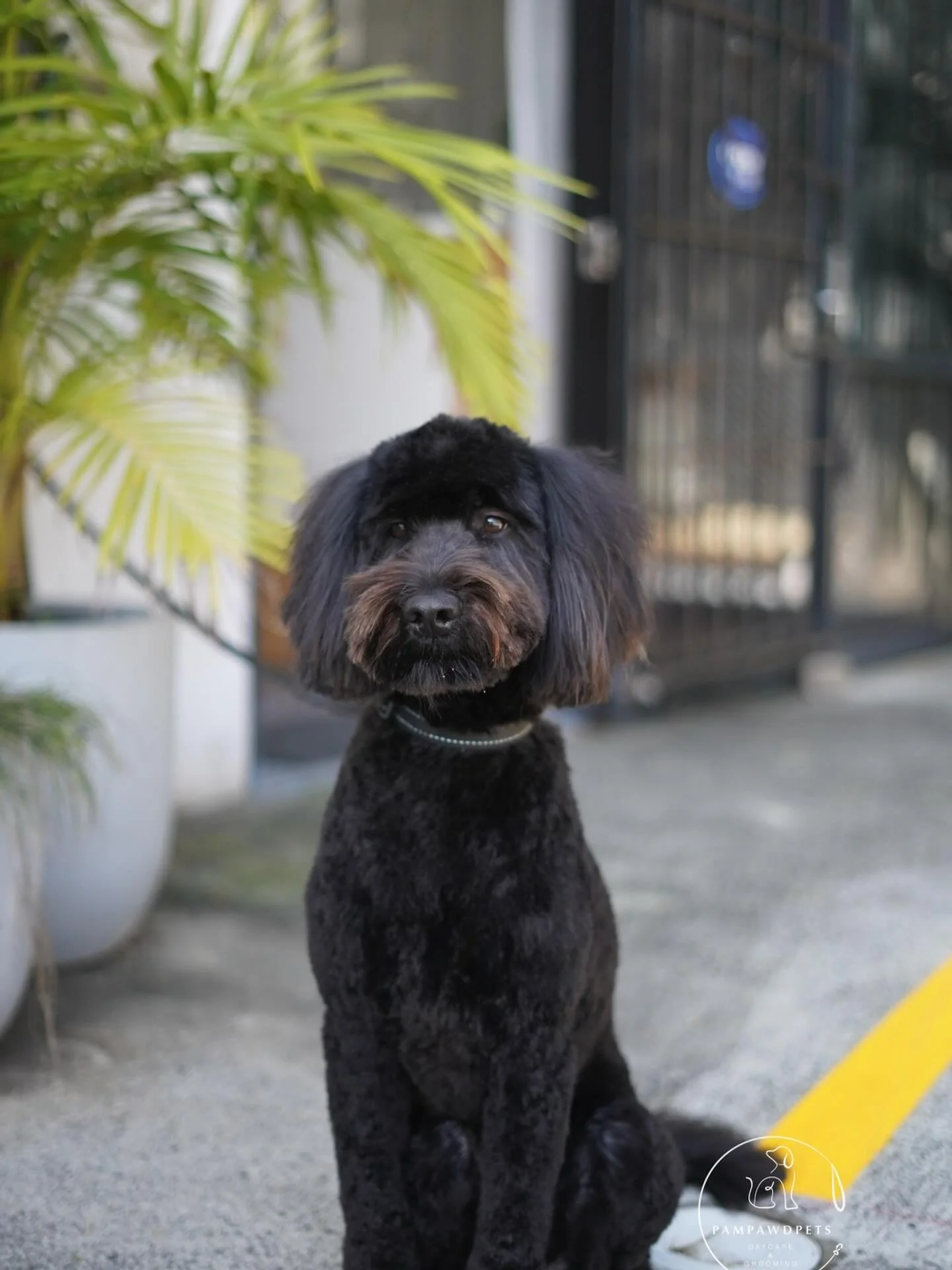 This week&rsquo;s grooming spots are fully booked, but we&rsquo;ve opened up availability from next week! As the weather warms up, appointments fill quickly - book early to secure your pup&rsquo;s spot.