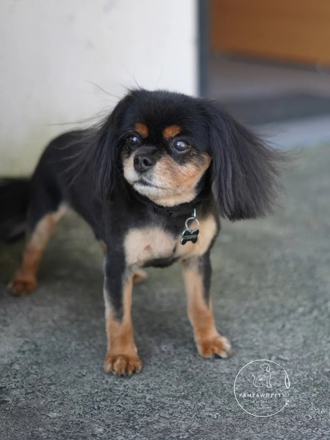 🐶✂️ Grooming spots are almost gone! Next availability is in 2 weeks. The weather&rsquo;s warming up and spots are filling fast - plan ahead and book now so your pup doesn&rsquo;t miss out!

👉 Book online today.