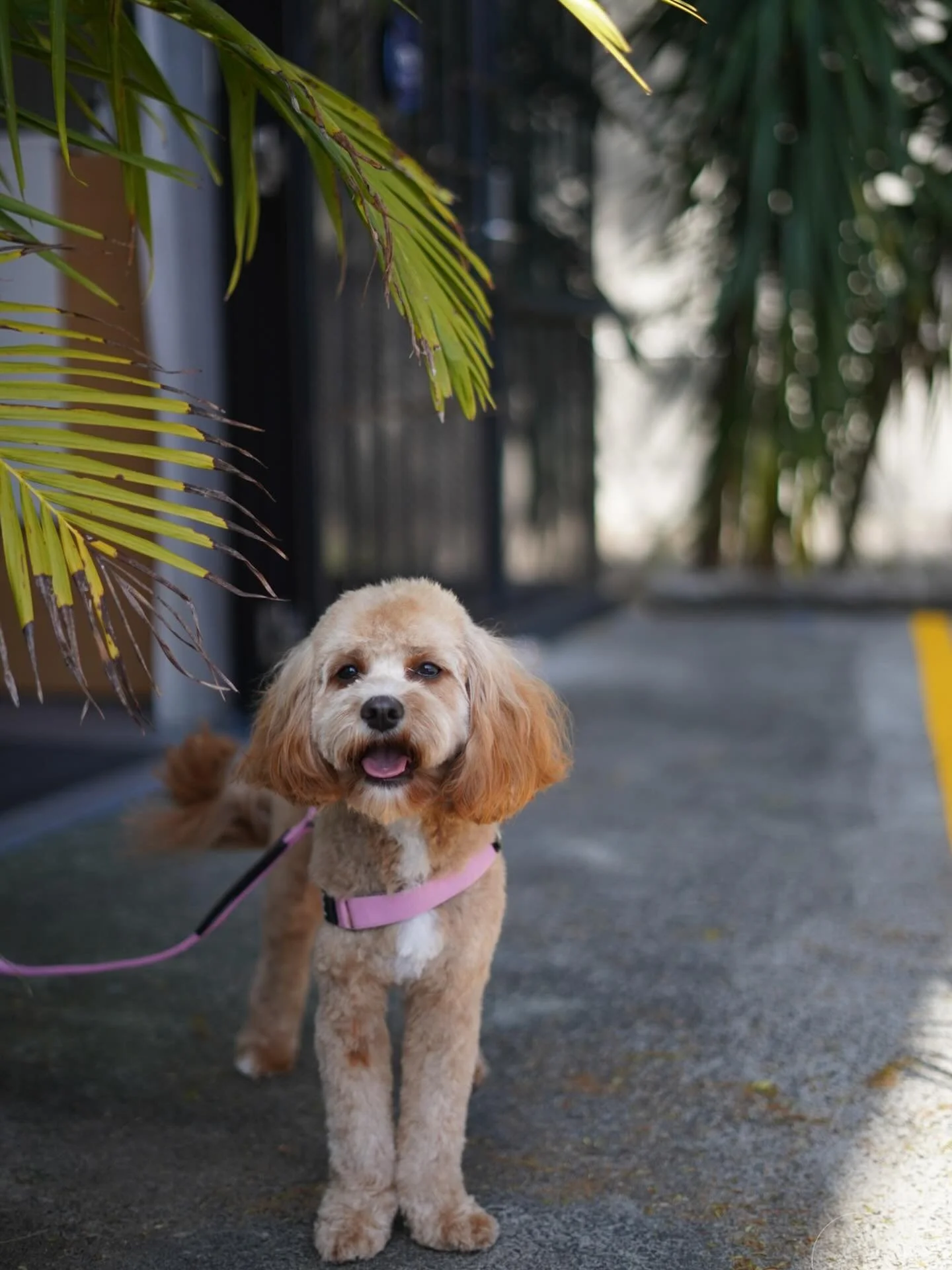 Our next grooming appointments are already booked out for a couple of weeks, and spots are filling quickly as the weather warms up. If you&rsquo;d like your pup looking fresh for summer, make sure to book ahead.

We&rsquo;re open Monday&ndash;Friday 
