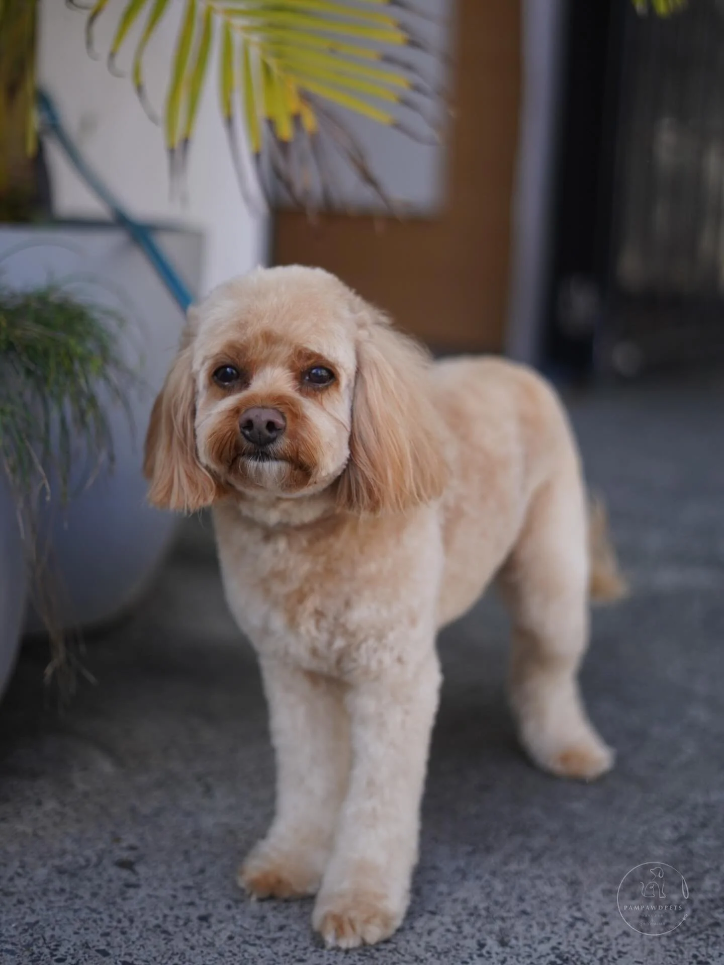 🌸 Spring is here and pups are freshening up! 🌸
Our grooming spots are filling fast, with the next available bookings in a couple of weeks. ✂️🐾
Plan ahead and secure your spot early to make sure your dog looks and feels their best this season.

Boo