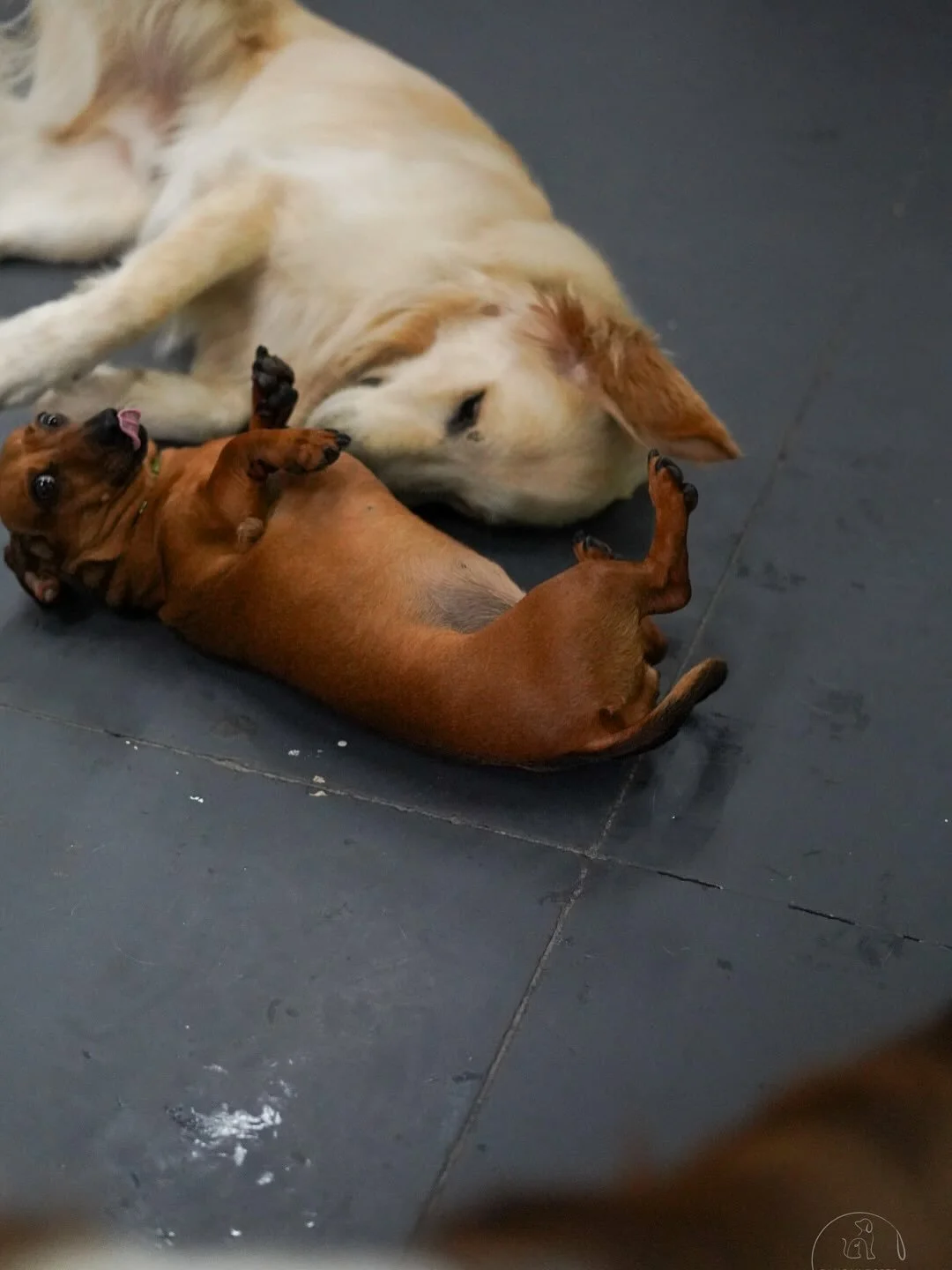 🐶 Tuesday vibes at Pampawd Pets!
Our daycare crew is full of tail wags, zoomies, and cuddles today.