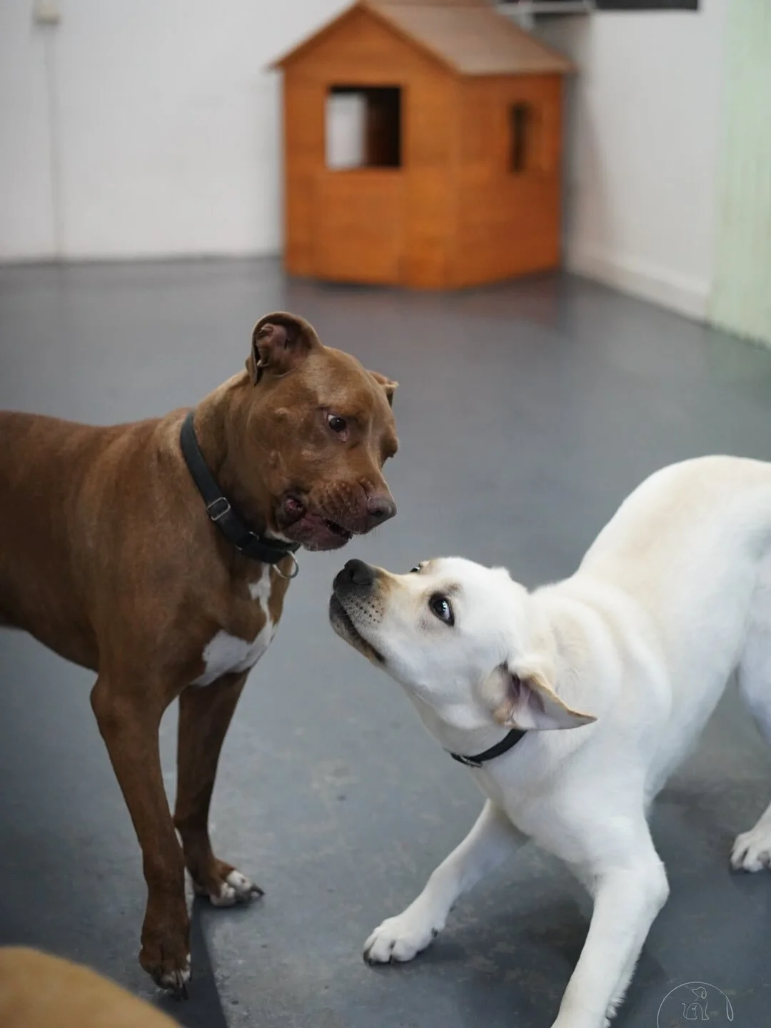 Tuesday&rsquo;s all about wagging tails and playtime at Pampawd Pets!