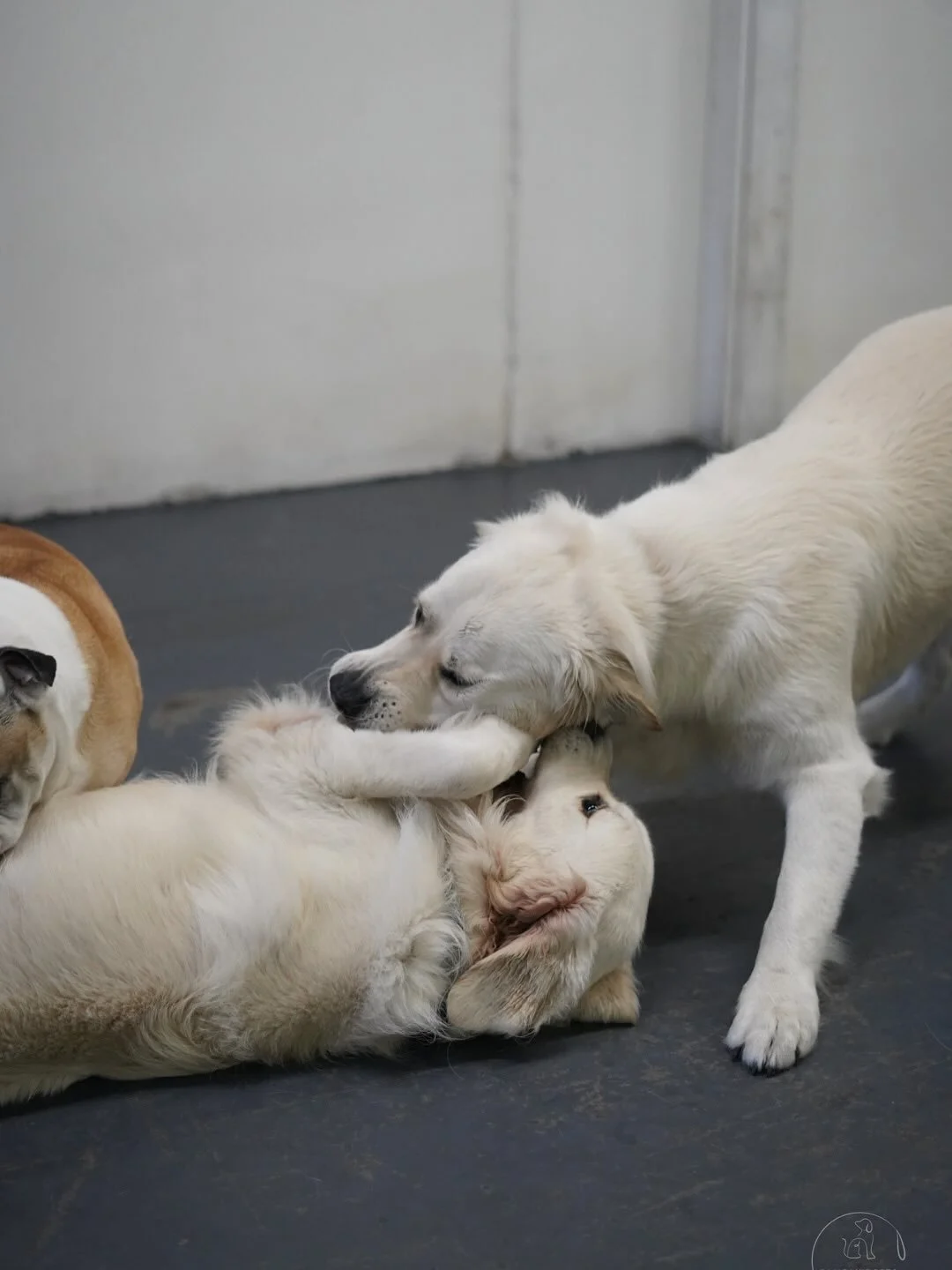 Wednesday wiggle club is in session 🐾