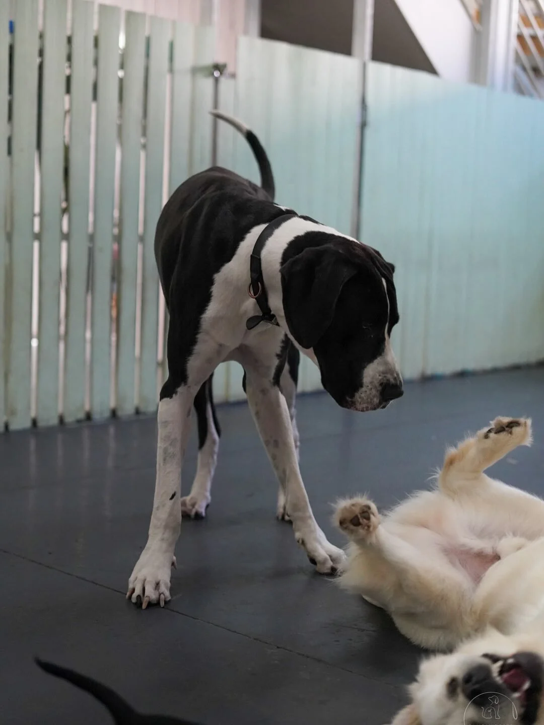 Thursday energy in full swing! 🐶🐶