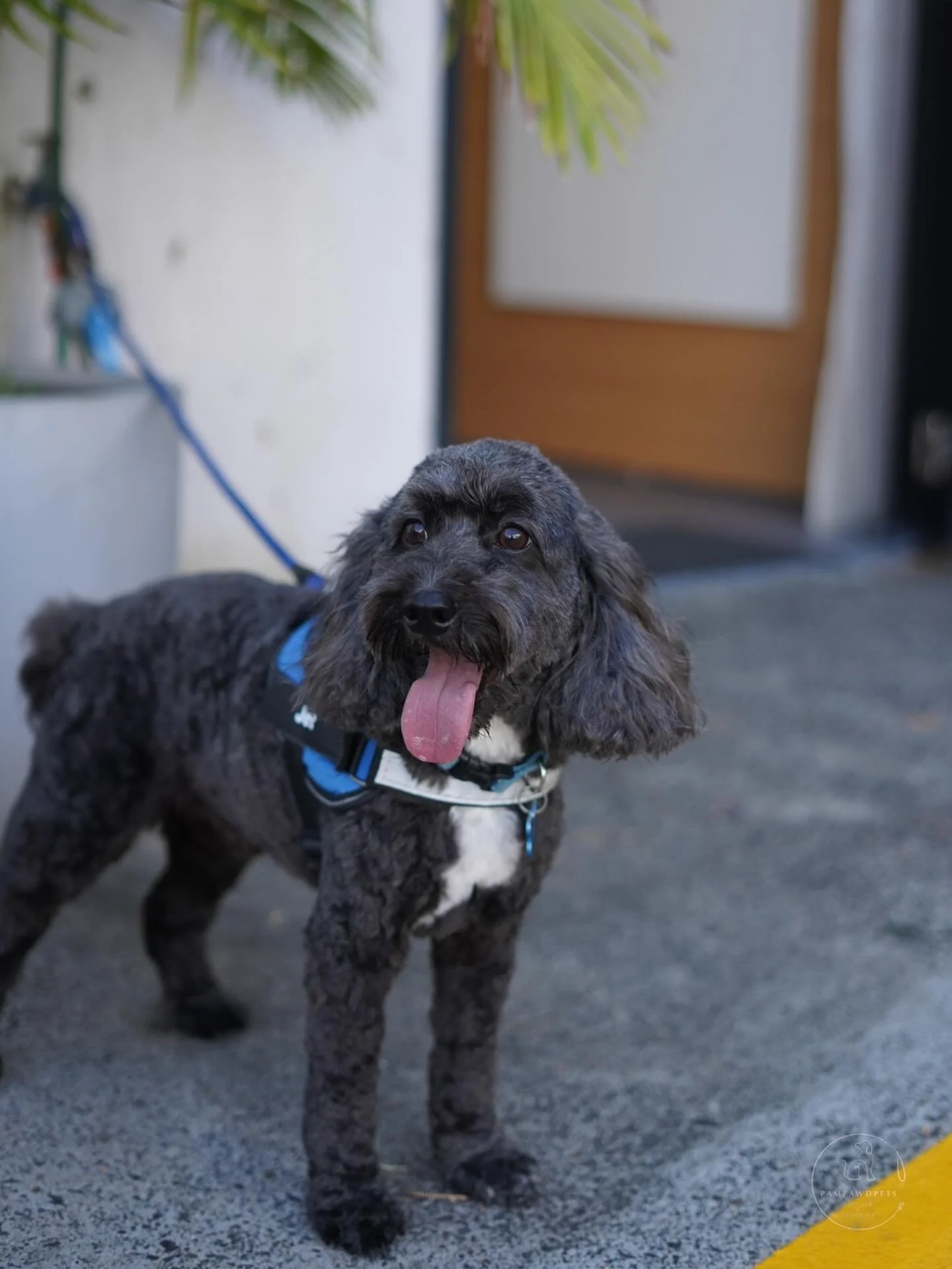 Professional dog grooming &hellip;..appointments are filling fast! ✂️ We&rsquo;re currently booked a couple of weeks in advance, and there are only five days left in December before Christmas is fully booked. Plan ahead and secure your spot now to ha