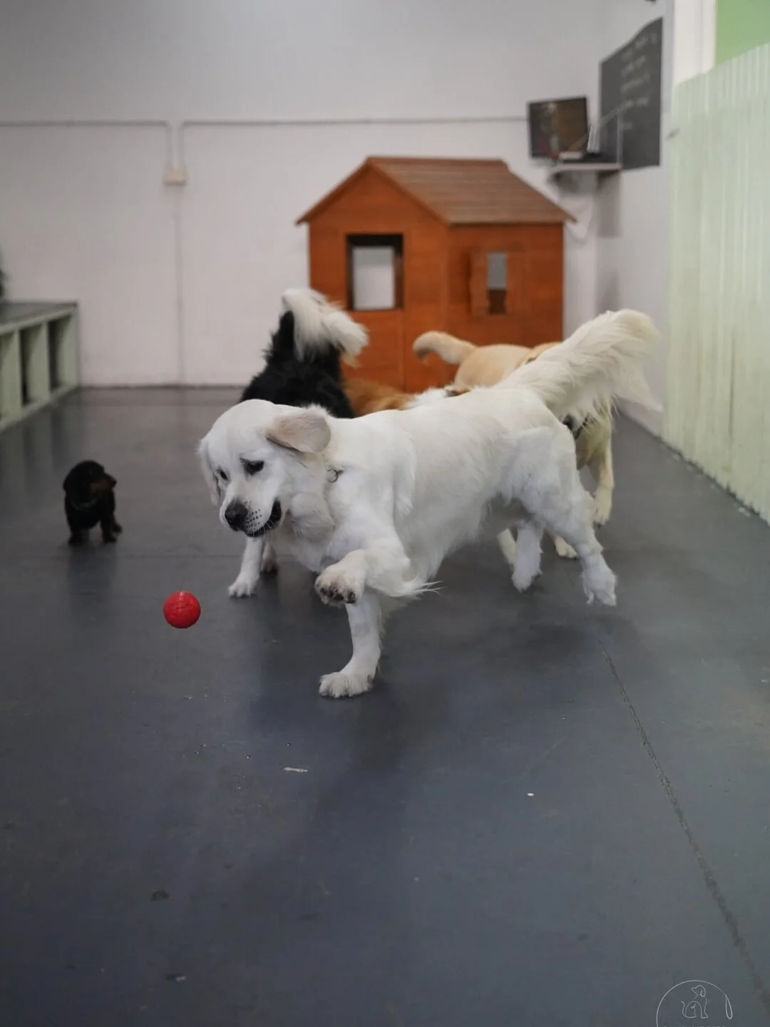 Mondays are for zoomies and cuddles at Pampawd Pets! 💕🐶