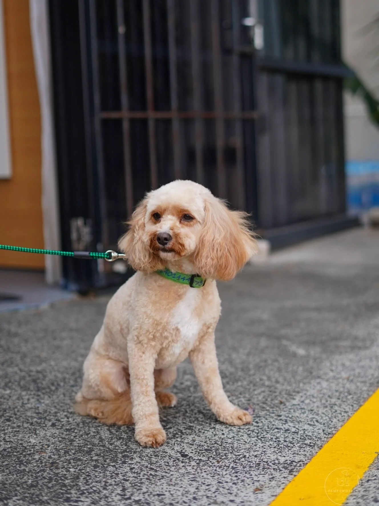 Grooming spots fill up fast! 🐶✂️
We&rsquo;re booked a couple of weeks ahead, so plan your pup&rsquo;s next appointment early to avoid missing out. Bookings via our website 🐾