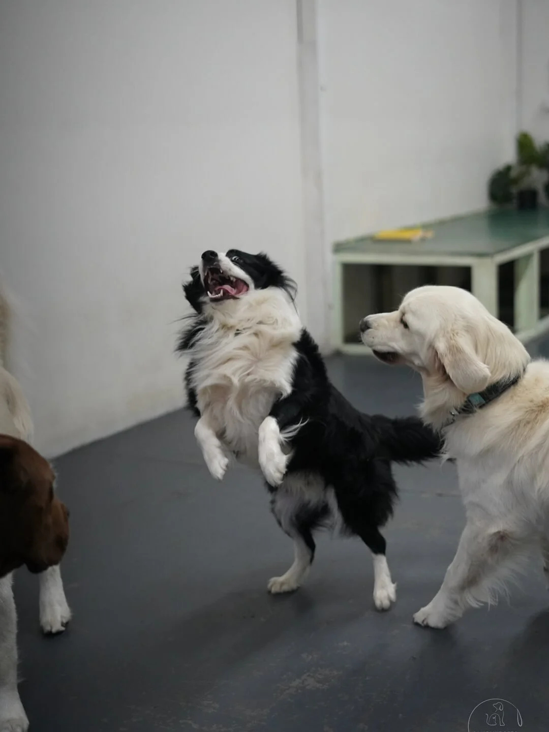 🐶 Tuesday vibes at Pampawd Pets!