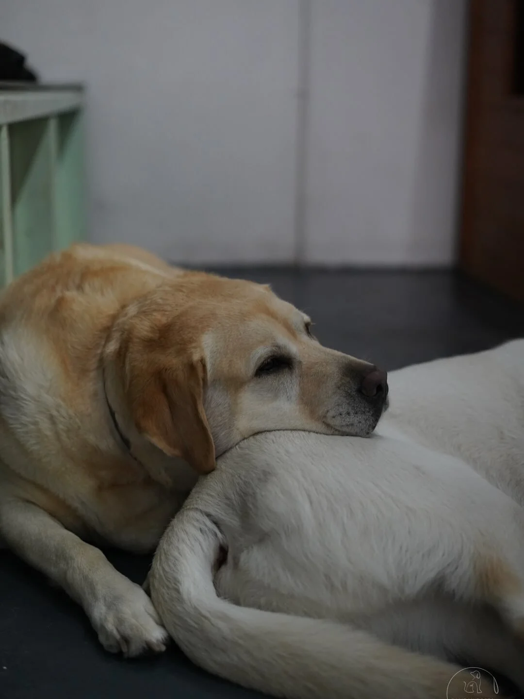 Nothing beats a fun midweek day with their buddies! 🐾🐾