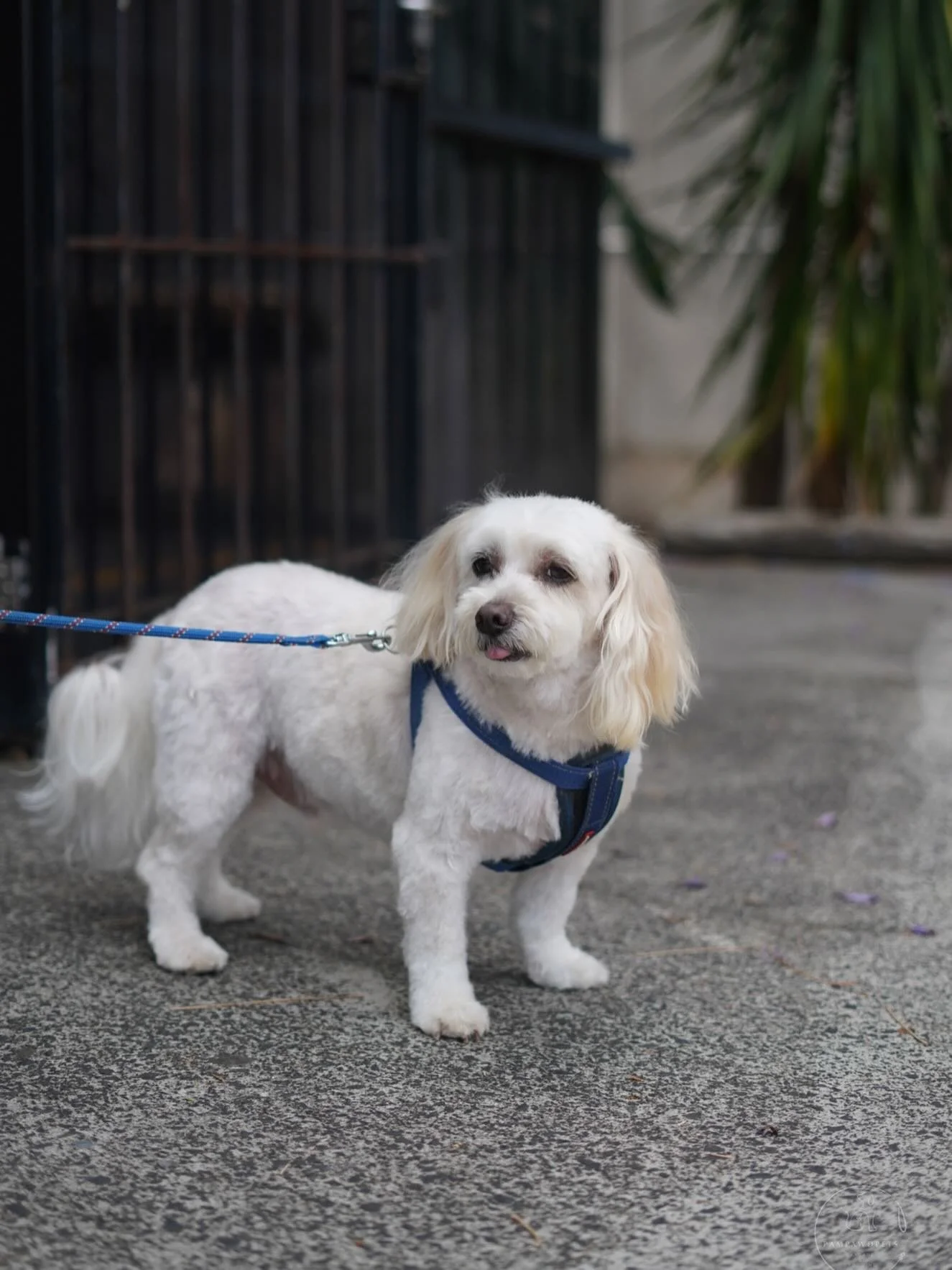 Dog grooming at Pampawd Pets is open Monday to Friday for small to medium dogs. Bookings can be made instantly through our website - no waiting needed! Our earliest available appointments are in November, so plan ahead to secure your preferred spot.