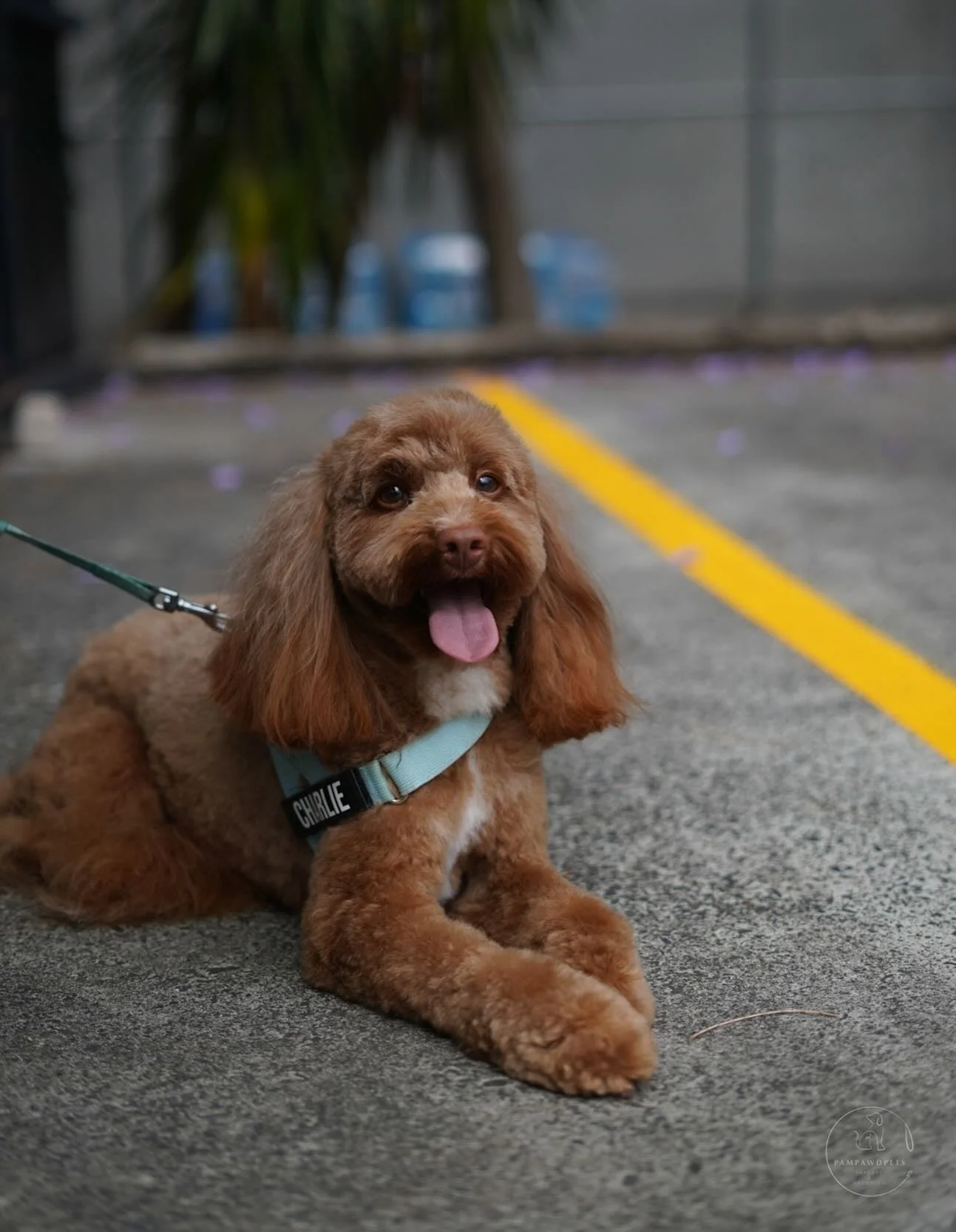 Monday to Friday grooming for small to medium dogs at Pampawd Pets ✂️
Book instantly on our website - available times are shown live!
Services include full grooms, wash &amp; tidy, and nail clipping.
Regular grooming keeps your pup comfy and prevents
