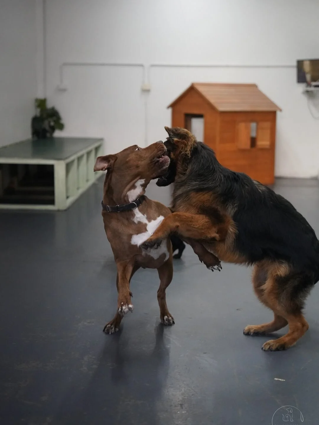 Happy Monday at Pampawd Pets 🐶
Our daycare crew is off to a fun start - plenty of playtime, cuddles, and wagging tails