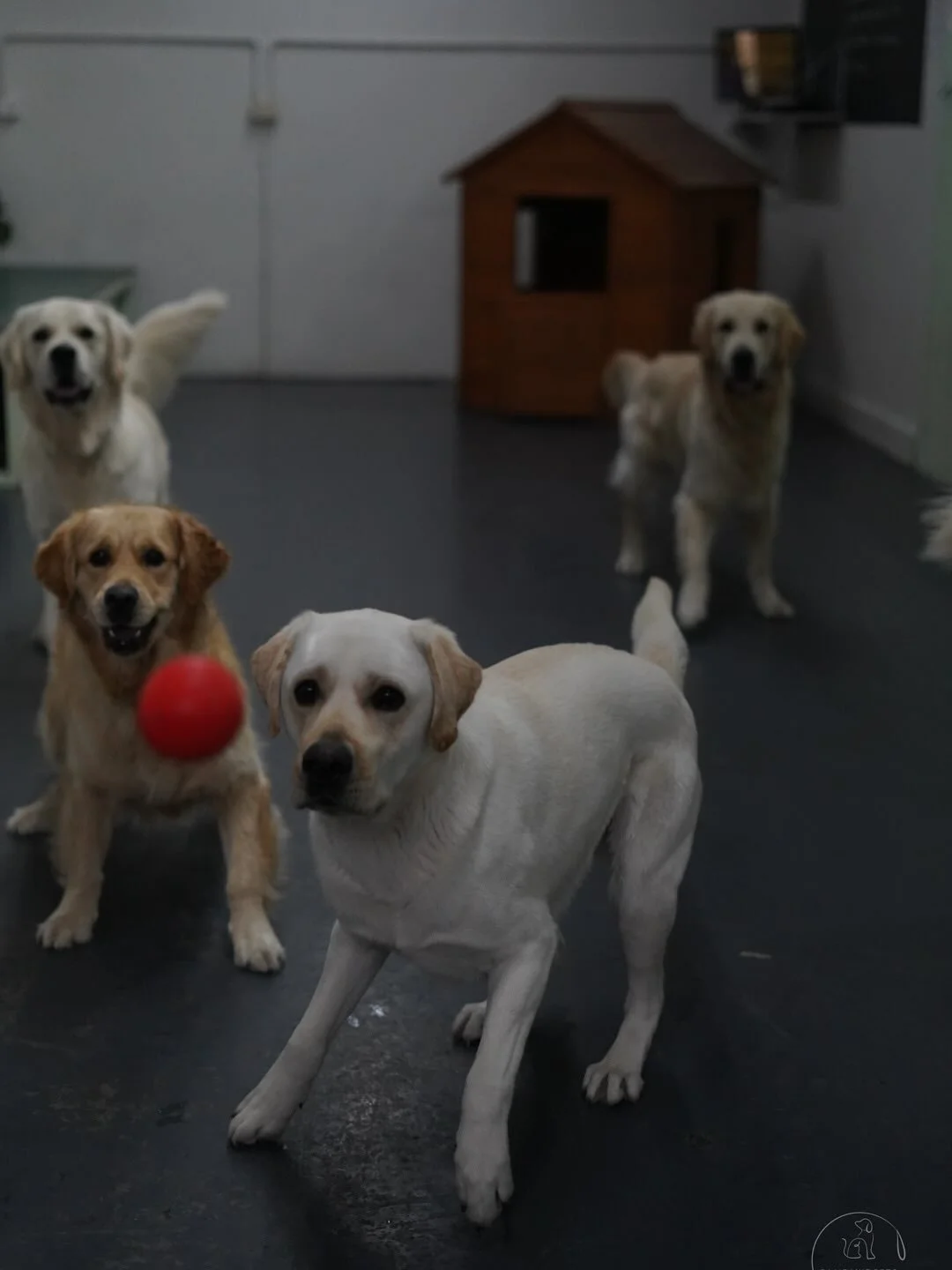 Tuesday&rsquo;s daycare crew is in full swing 🐾🐾