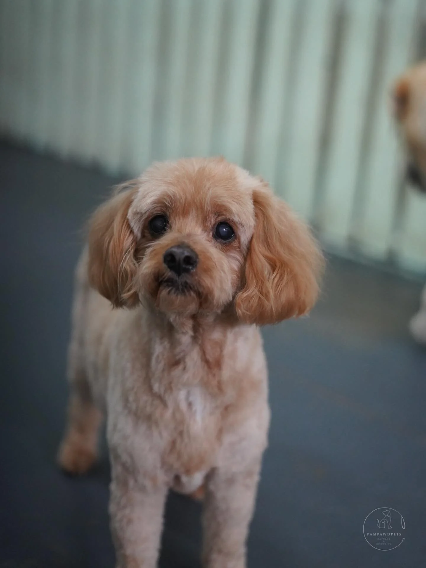 We&rsquo;re open Monday to Friday for small to medium dogs - from full grooms to wash &amp; tidies and nail clips. Spots fill fast, so jump onto our website to see available times and book instantly! 💻✨