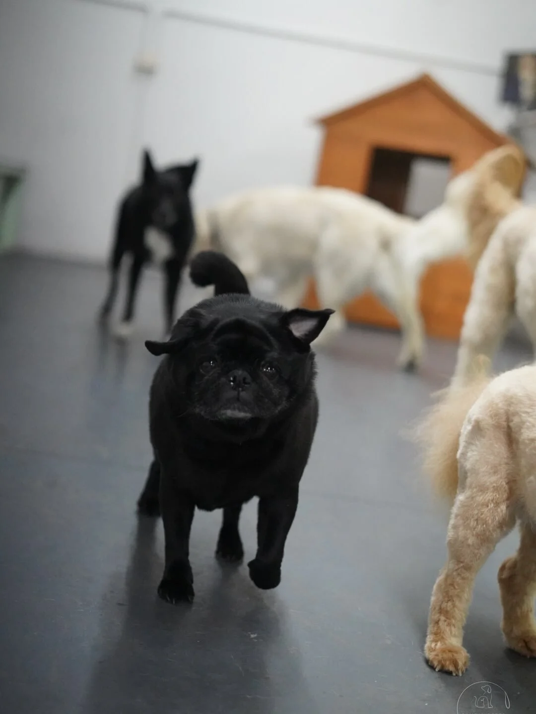 Midweek fun at Pampawd Pets! 🥰