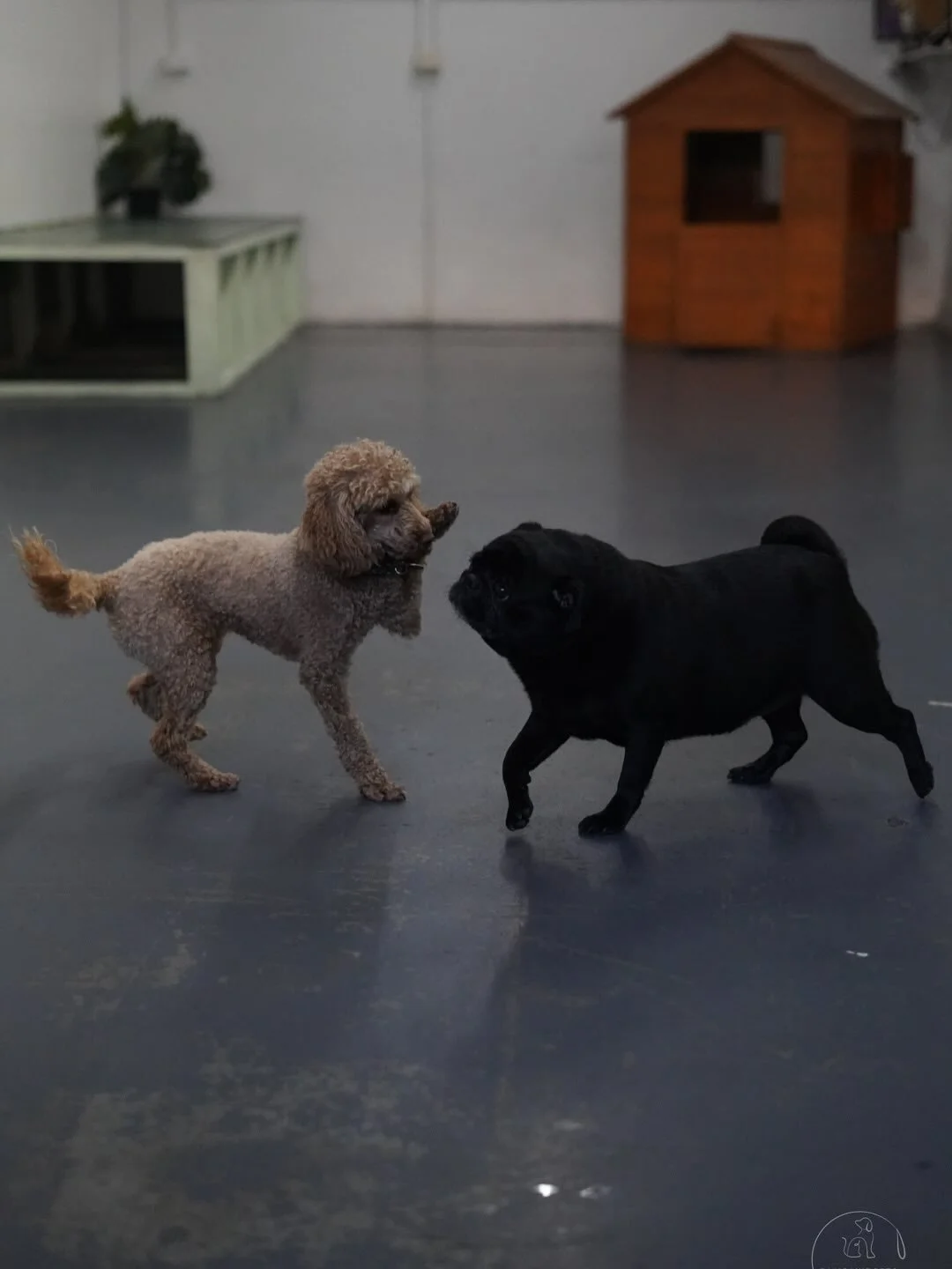 Happy Thursday at Pampawd Pets! 🐾