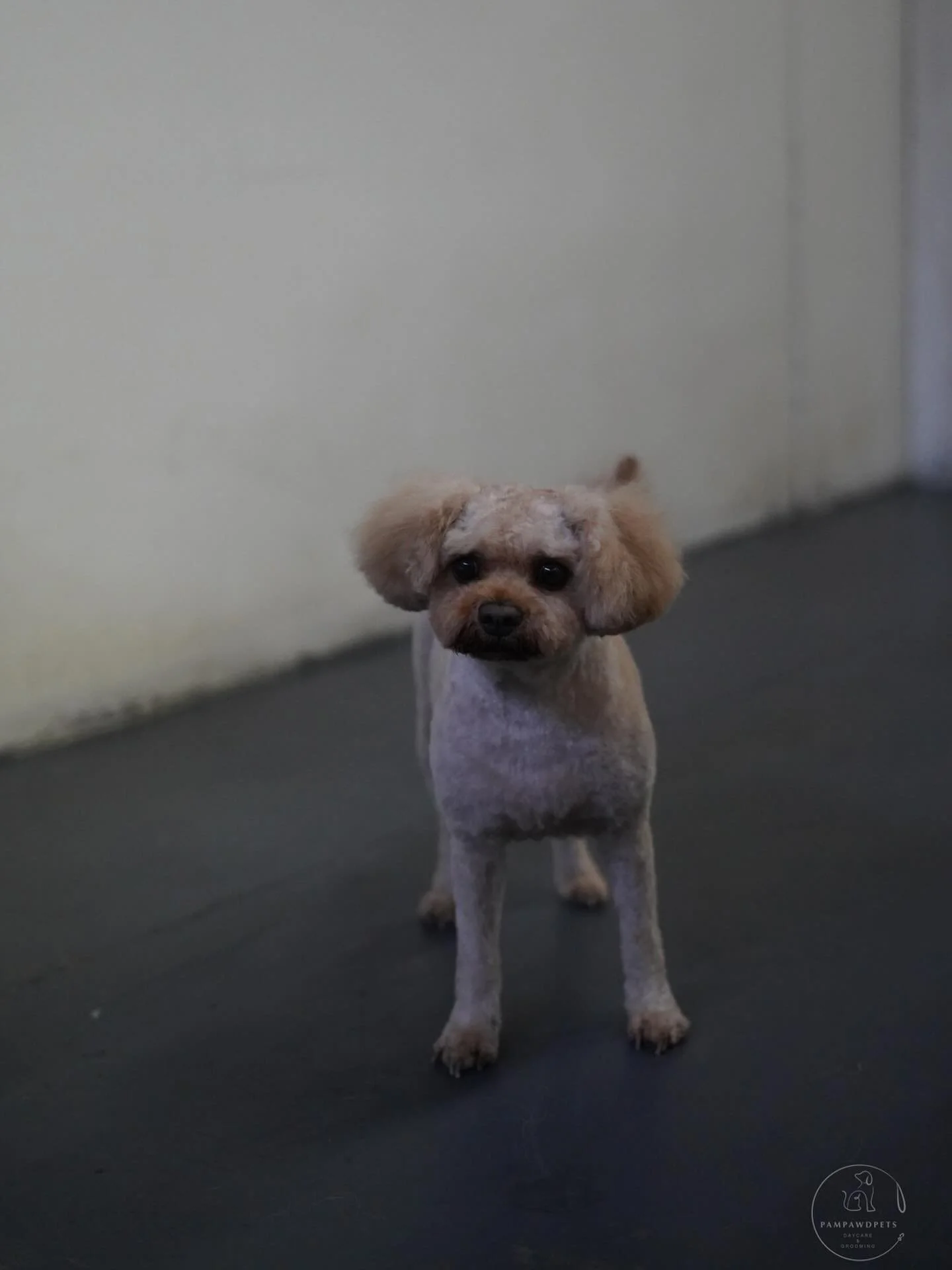 We&rsquo;re open Monday to Friday for small to medium dogs - from full grooms to wash &amp; tidies and nail clips. Spots fill fast, so jump onto our website to see available times and book instantly! 💻✨