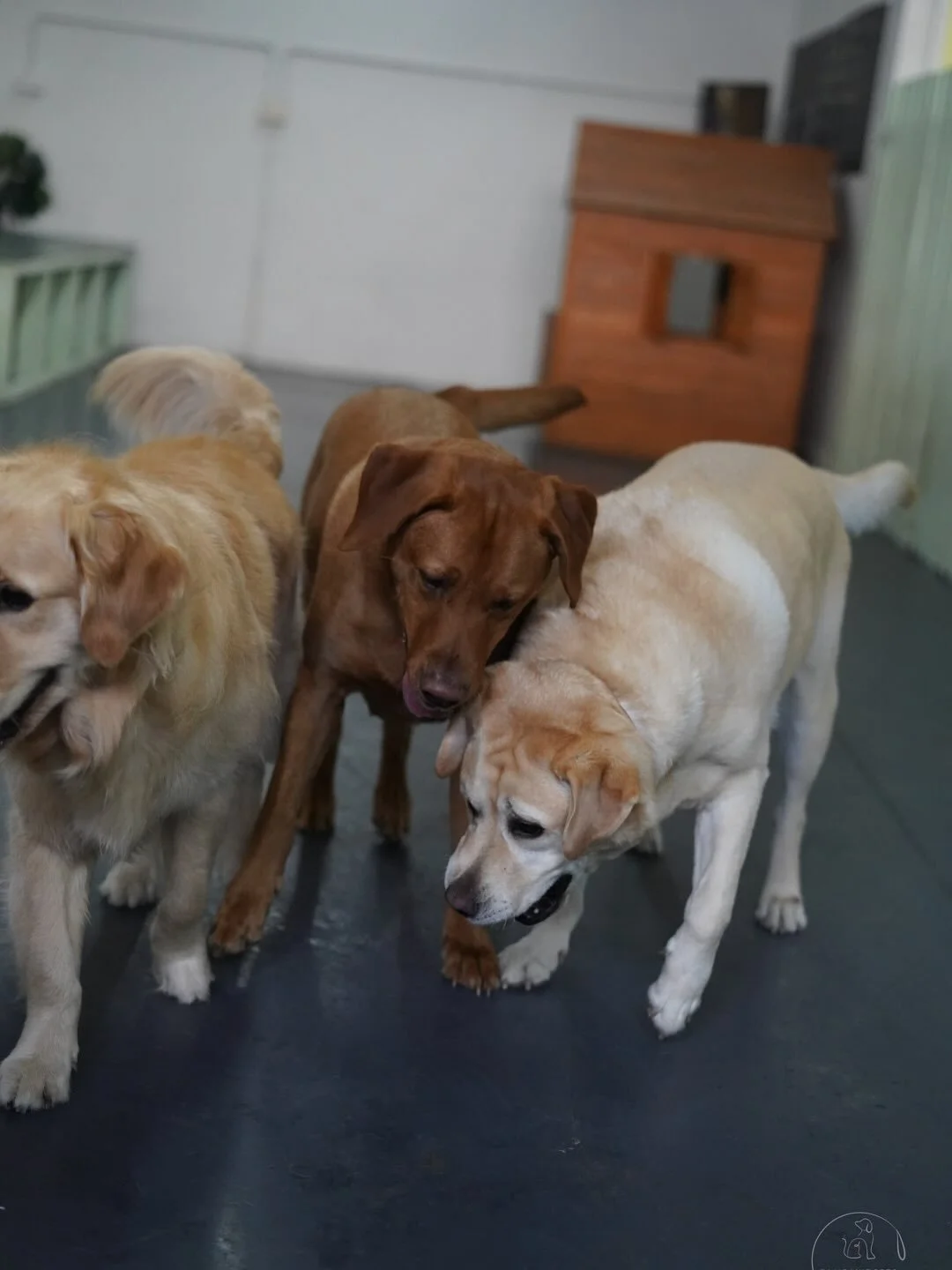 Monday at daycare ☺️🐶

We&rsquo;re keeping it cosy indoors today &mdash; play time, chill time, snack time and lots of cuddles. New faces mix in slowly, regulars reunite, and everyone finds their groove.