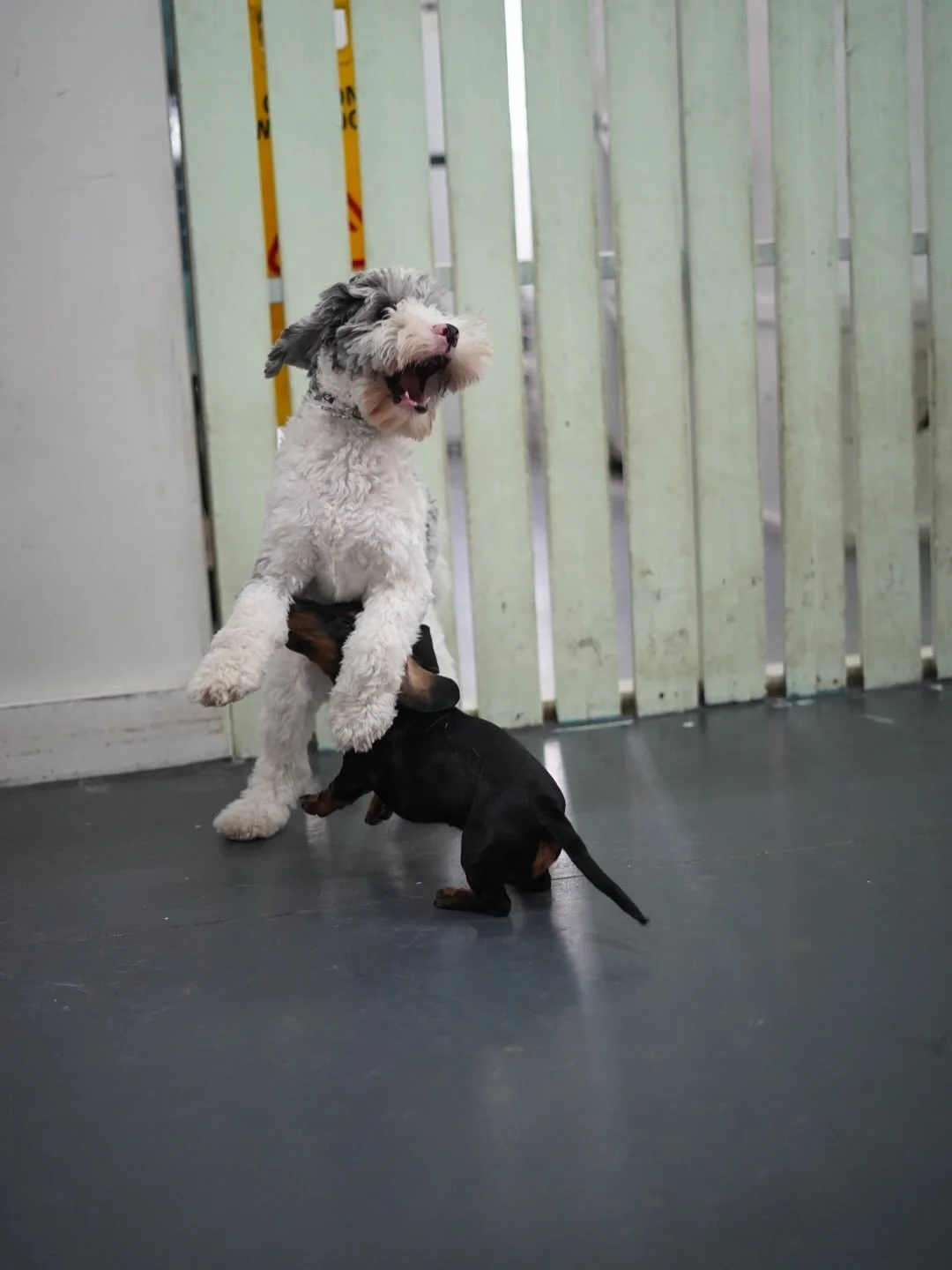 Tuesday vibes in daycare today 🐾🐾