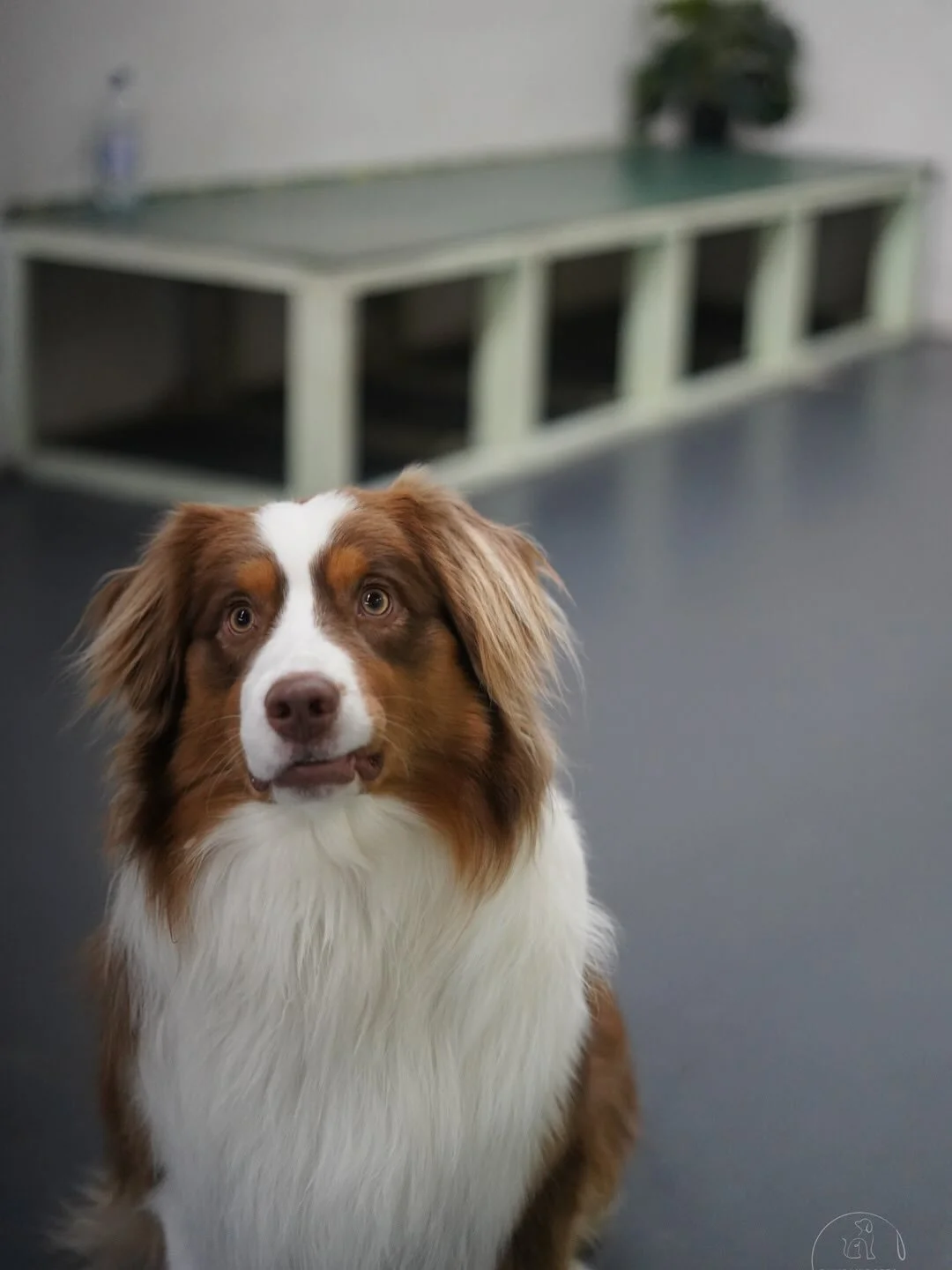 Midweek fun for the pups - Wednesday daycare is in full swing here at Pampawd Pets.