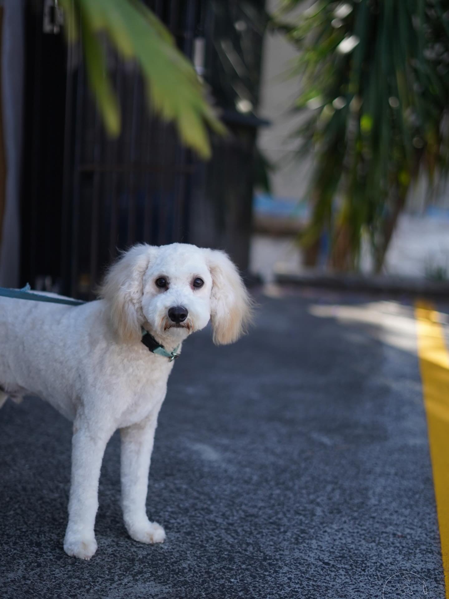 We&rsquo;re open Monday to Friday for small to medium dog grooming - from full grooms to wash &amp; tidies and nail clips. Regular grooming helps keep their coat comfortable and prevents painful matting. Jump onto the website anytime to see available