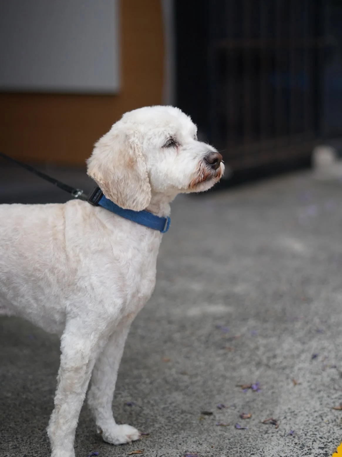 We&rsquo;re open Monday to Friday for small to medium dogs - from full grooms to wash &amp; tidies and nail clips. Spots fill fast, so jump onto our website to see available times and book instantly! ✂️🛁