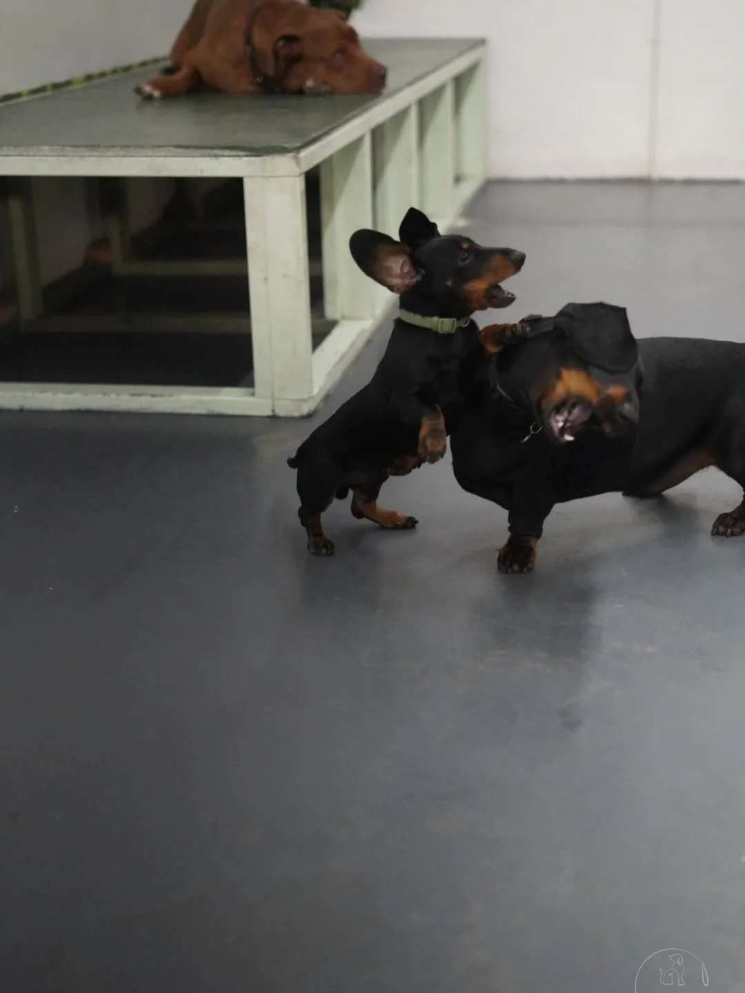 Happy Monday at Pampawd Pets! 🐾🐾