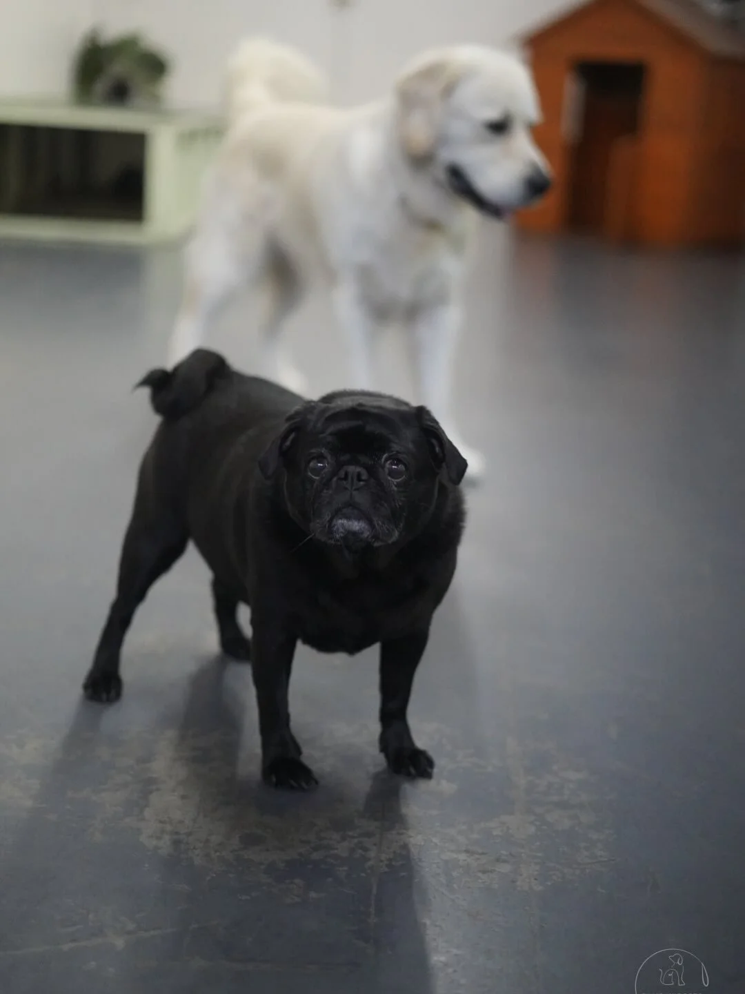 Tuesday friends 🐾😍