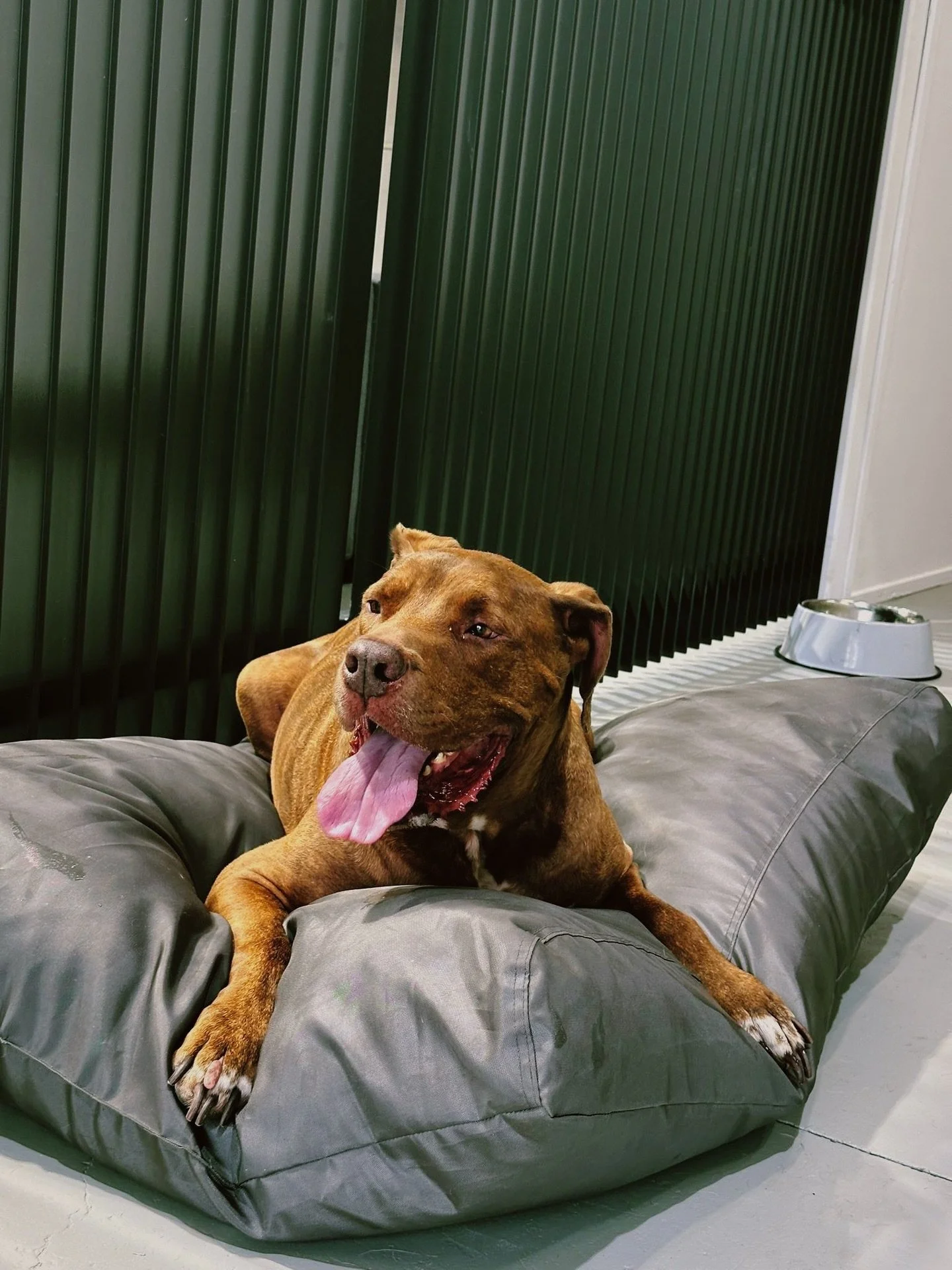 🐾🐾🐾
First week at our new location = setting up, setting up&hellip; and more setting up 🫠

But our daycare updates never stop 💪🏻💪🏻💪🏻

Here are Loki, Ripley &amp; Donut keeping the vibes high while we hustle 🦴🦴🦴

New location: u7 5-7 Pros
