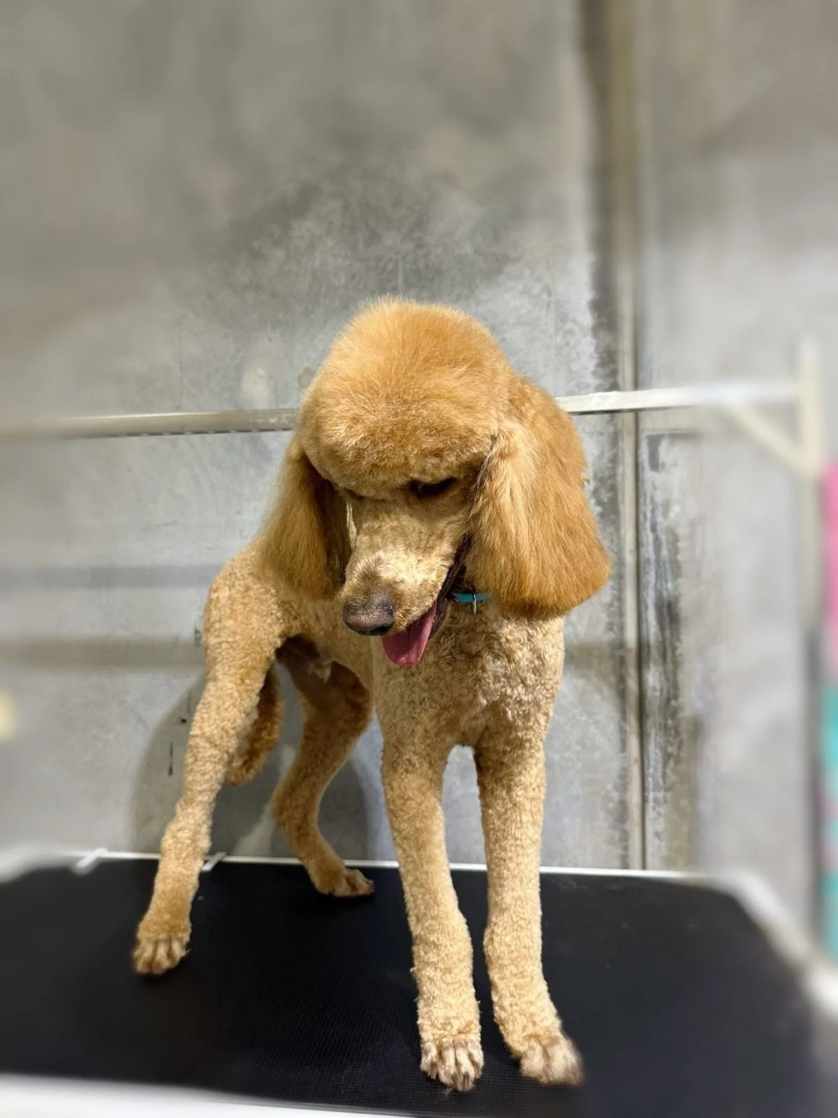 🐾🐾🐾
Poodle face and poodle feet.

***As a thank you for your patience during our move, we have a 5% Relocation Discount to for all grooming/washing appointment👍🏻👍🏻👍🏻

New location: u7 5-7 Prosperity Parade Warriewood NSW 2102
Booking us via 