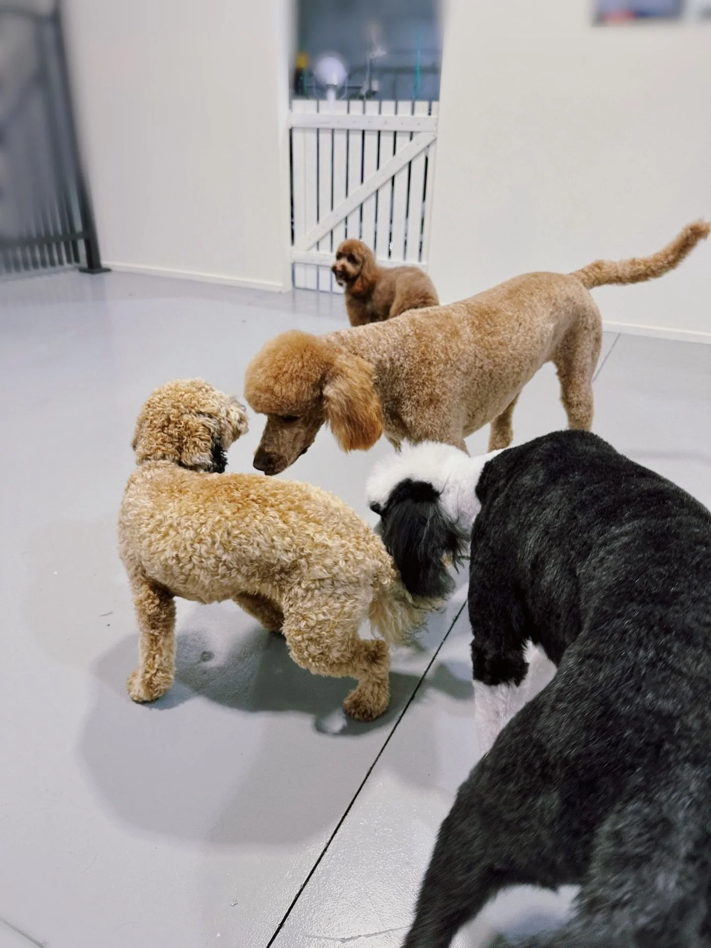 🐾🐾🐾
Tiny paws. Big energy. Zero worries 👍🏻

#northernbeachesdogs #northernbeachesdogdaycare #northernbeachesdoggrooming #warriewooddoggrooming #warriewooddogdaycare
