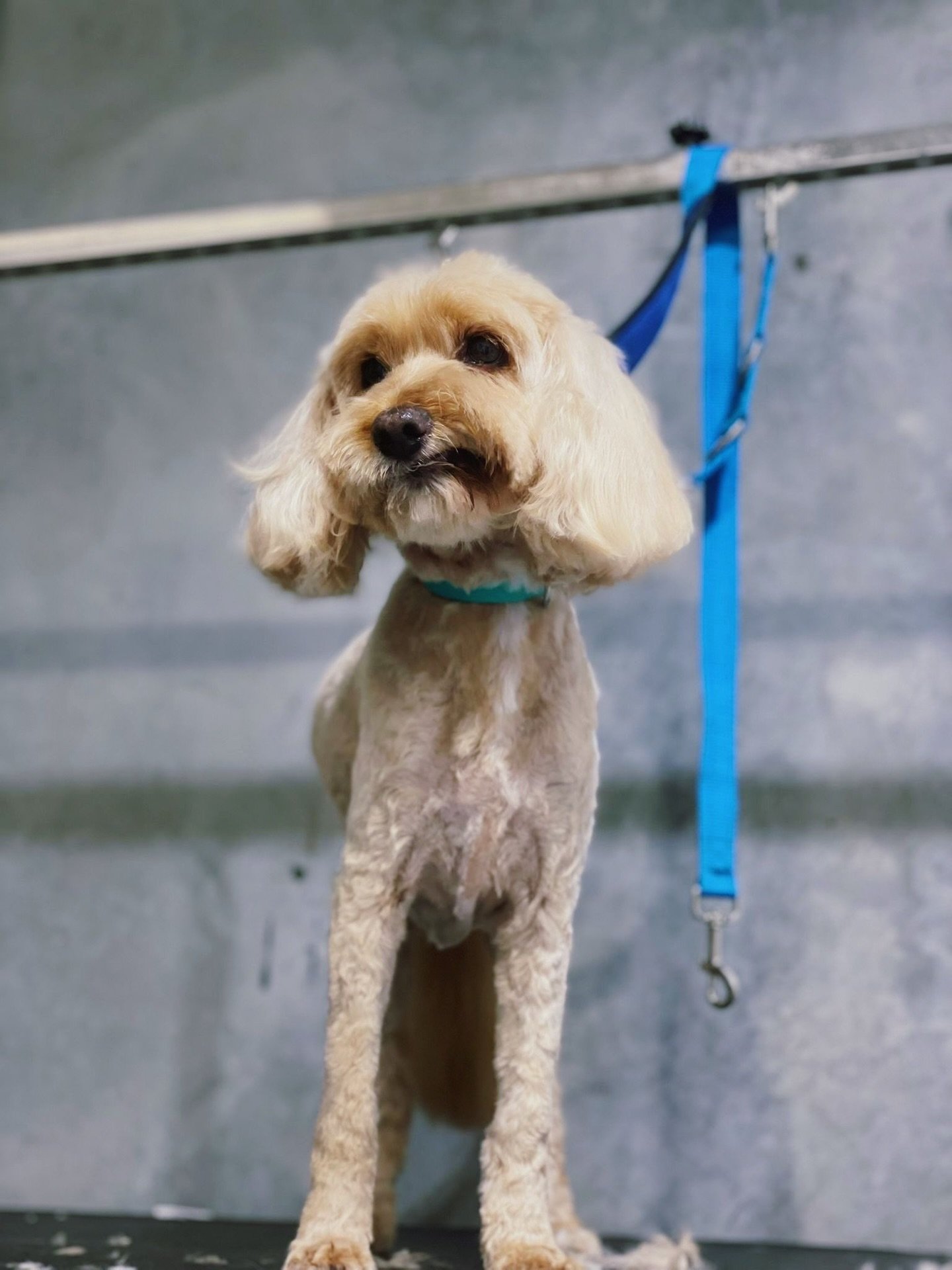 🐾🐾🐾
Oh you&rsquo;re taking photos? Perfect&hellip; I&rsquo;ve got plenty of expressions for you. 📸😏

#warriewood #warriewooddoggrooming #northernbeachesdogs #northernbeachesdoggrooming #northernbeachesdogdaycare