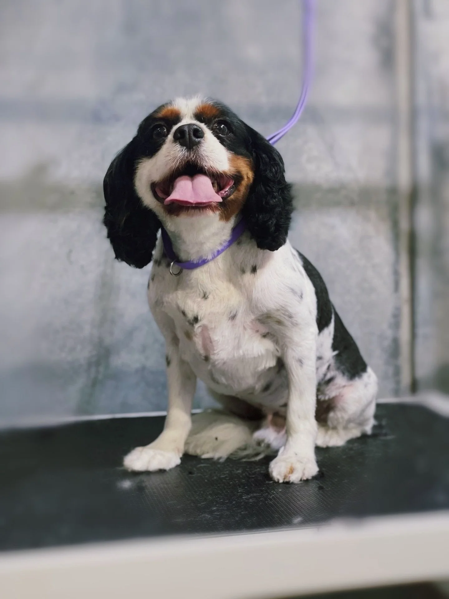 🐾🐾🐾
Happy dogs, big smiles &mdash; that&rsquo;s one of our specialties 😄😄😄

&mdash;&mdash;&mdash;&mdash;&mdash;&mdash;&mdash;&mdash;&mdash;
Book a grooming with us and your pup will enjoy a FREE full-day daycare while they&rsquo;re here &mdash;