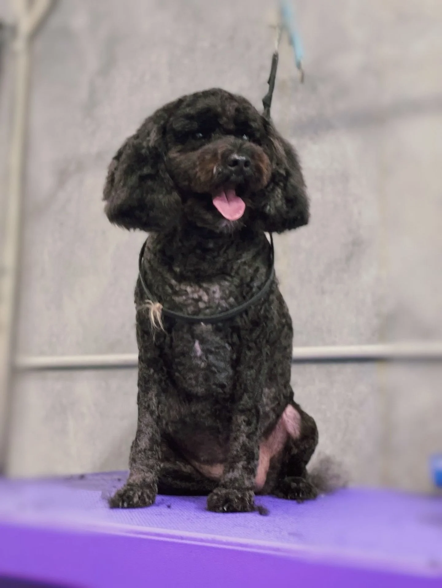 🐾🐾🐾
Happy dogs, big smiles &mdash; that&rsquo;s one of our specialties 😄😄😄

&mdash;&mdash;&mdash;&mdash;&mdash;&mdash;&mdash;&mdash;&mdash;
Book a grooming with us and your pup will enjoy a FREE full-day daycare while they&rsquo;re here &mdash;