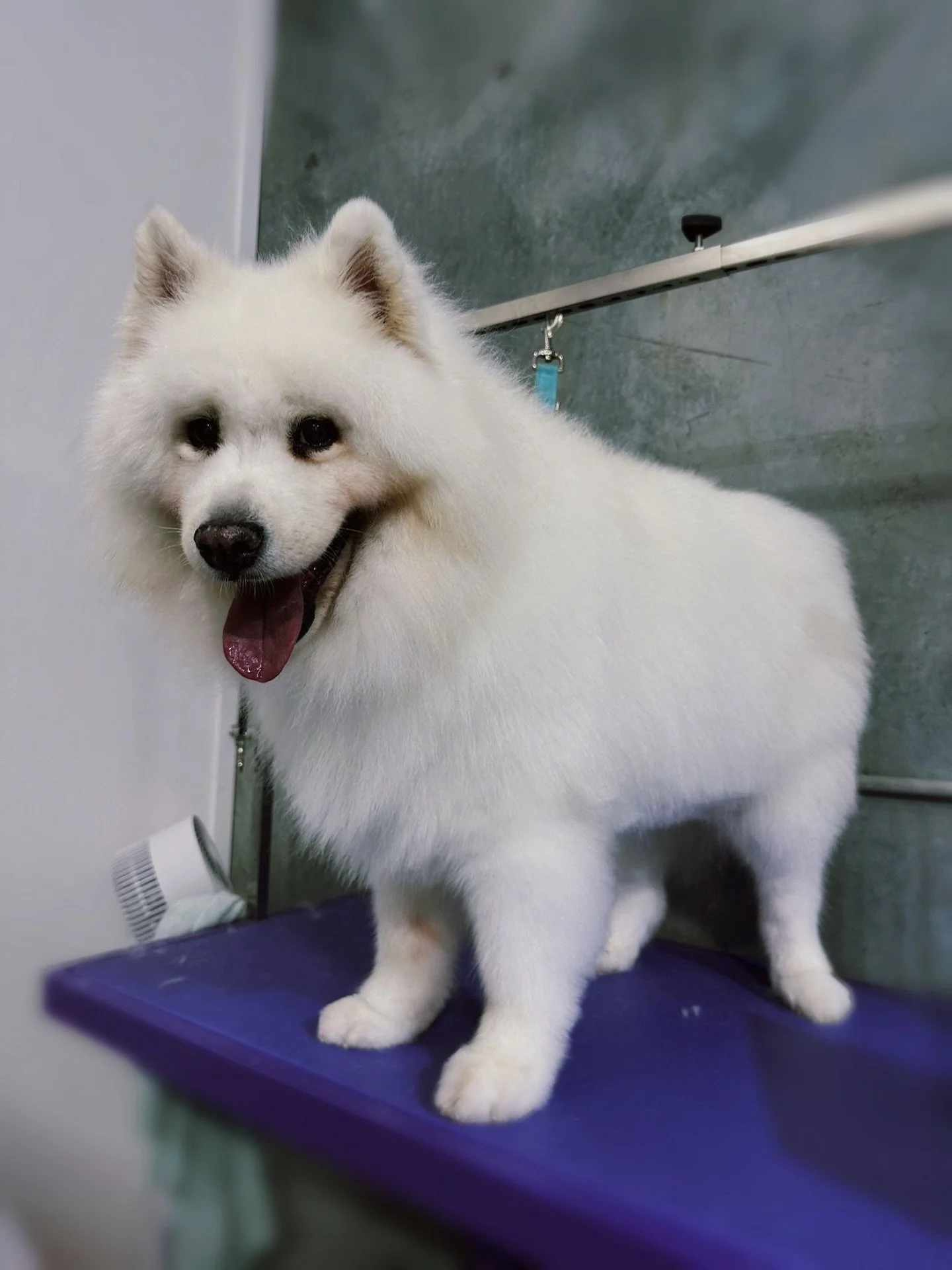 🐾🐾🐾
Deshedding is a must for double coat breeds!

Regular deshedding helps keep their coat smooth, soft, and tangle-free. It also helps remove loose undercoat and keeps the skin clean and healthy after a good bath 🐶🛁

Less fluff flying around, h
