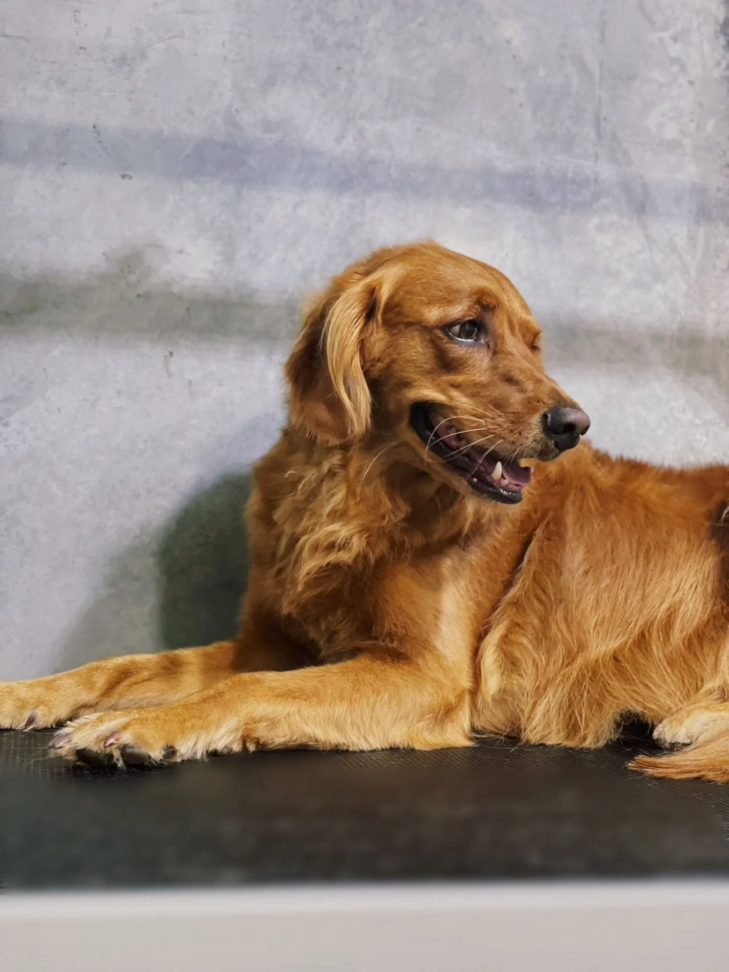 🐾🐾🐾
Deshedding is a must for double coat breeds!

Regular deshedding helps keep their coat smooth, soft, and tangle-free. It also helps remove loose undercoat and keeps the skin clean and healthy after a good bath 🐶🛁

Less fluff flying around, h