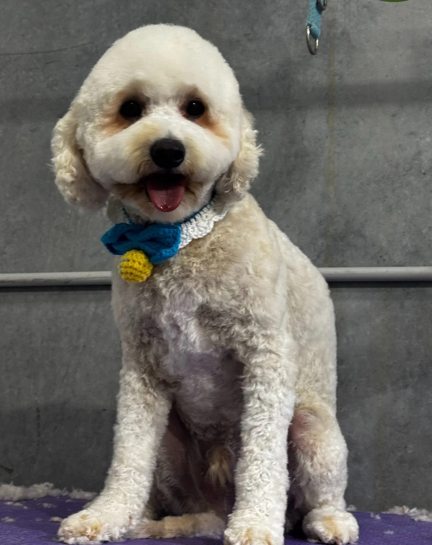 🐾🐾🐾

&mdash;&mdash;&mdash;&mdash;&mdash;&mdash;&mdash;&mdash;&mdash;
Book a grooming with us and your pup will enjoy a FREE full-day daycare while they&rsquo;re here &mdash; play, relax, make new friends, and go home looking fresh! 👍🏻👍🏻👍🏻

W