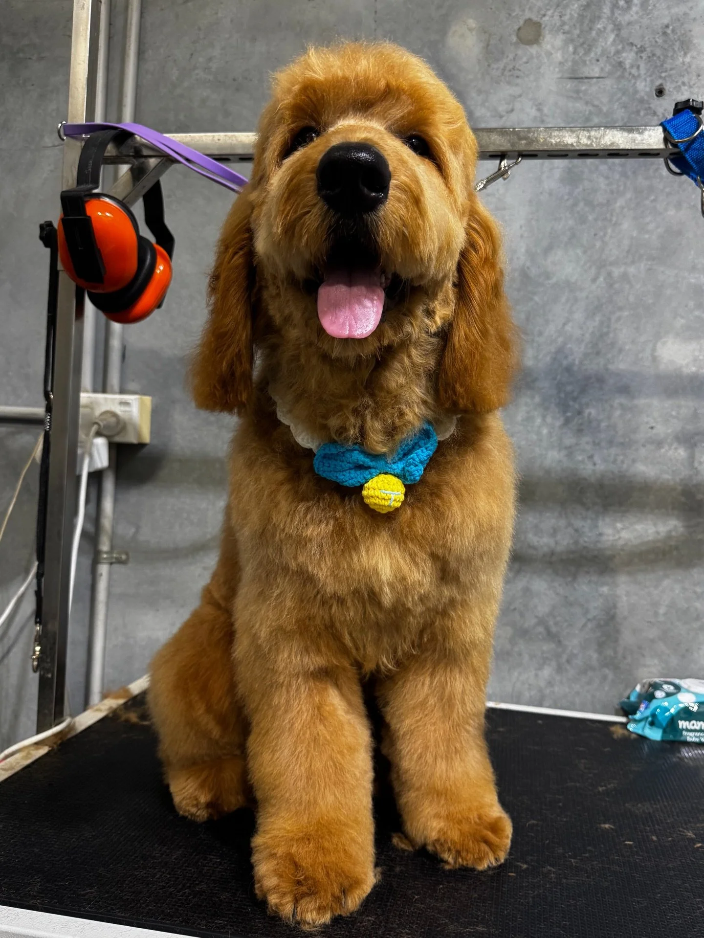 🐾🐾🐾

&mdash;&mdash;&mdash;&mdash;&mdash;&mdash;&mdash;&mdash;&mdash;
Book a grooming with us and your pup will enjoy a FREE full-day daycare while they&rsquo;re here &mdash; play, relax, make new friends, and go home looking fresh! 👍🏻👍🏻👍🏻

W