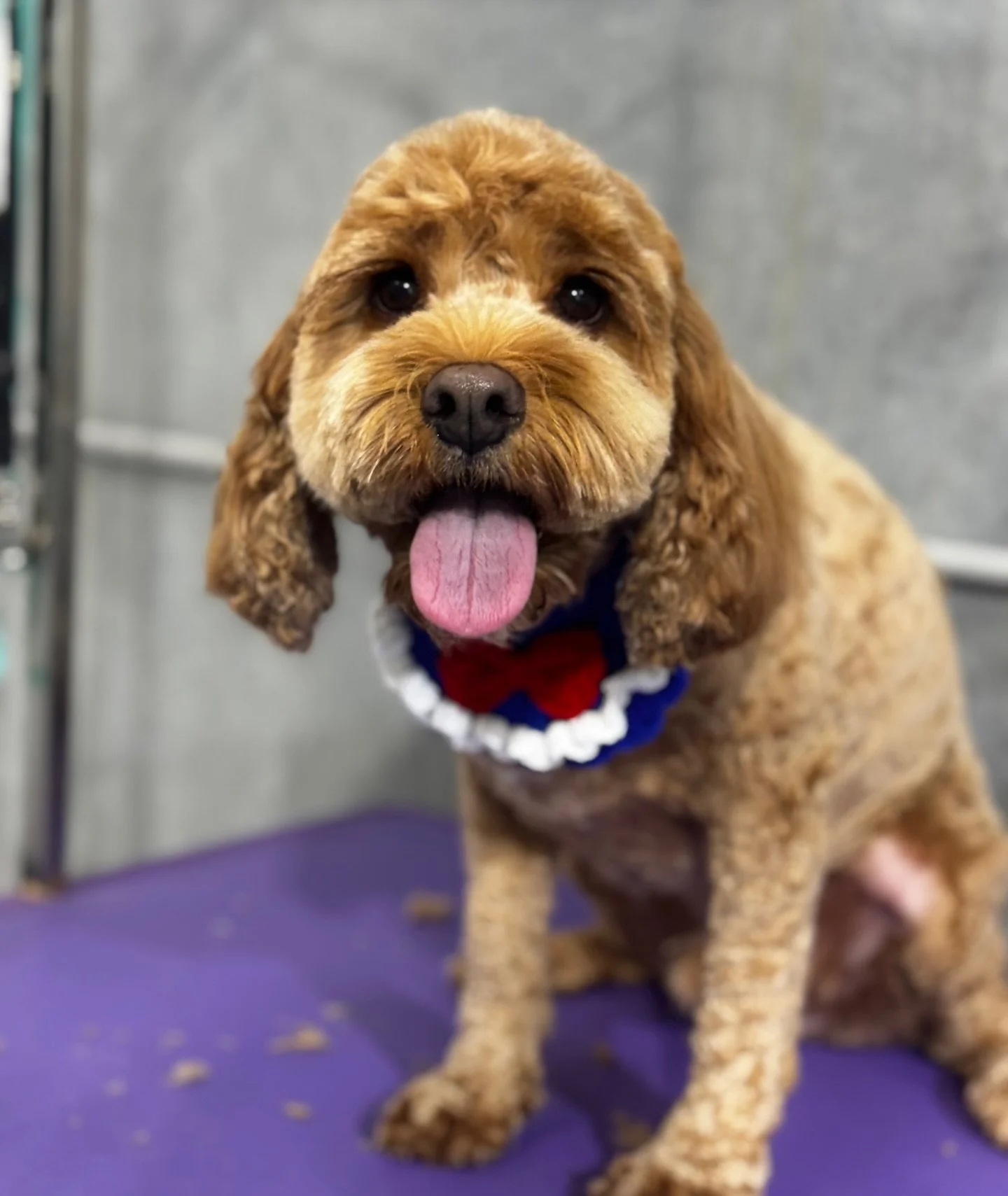 😛😛😛

&mdash;&mdash;&mdash;&mdash;&mdash;&mdash;&mdash;&mdash;&mdash;
Book a grooming with us and your pup will enjoy a FREE full-day daycare while they&rsquo;re here &mdash; play, relax, make new friends, and go home looking fresh! 👍🏻👍🏻👍🏻

W