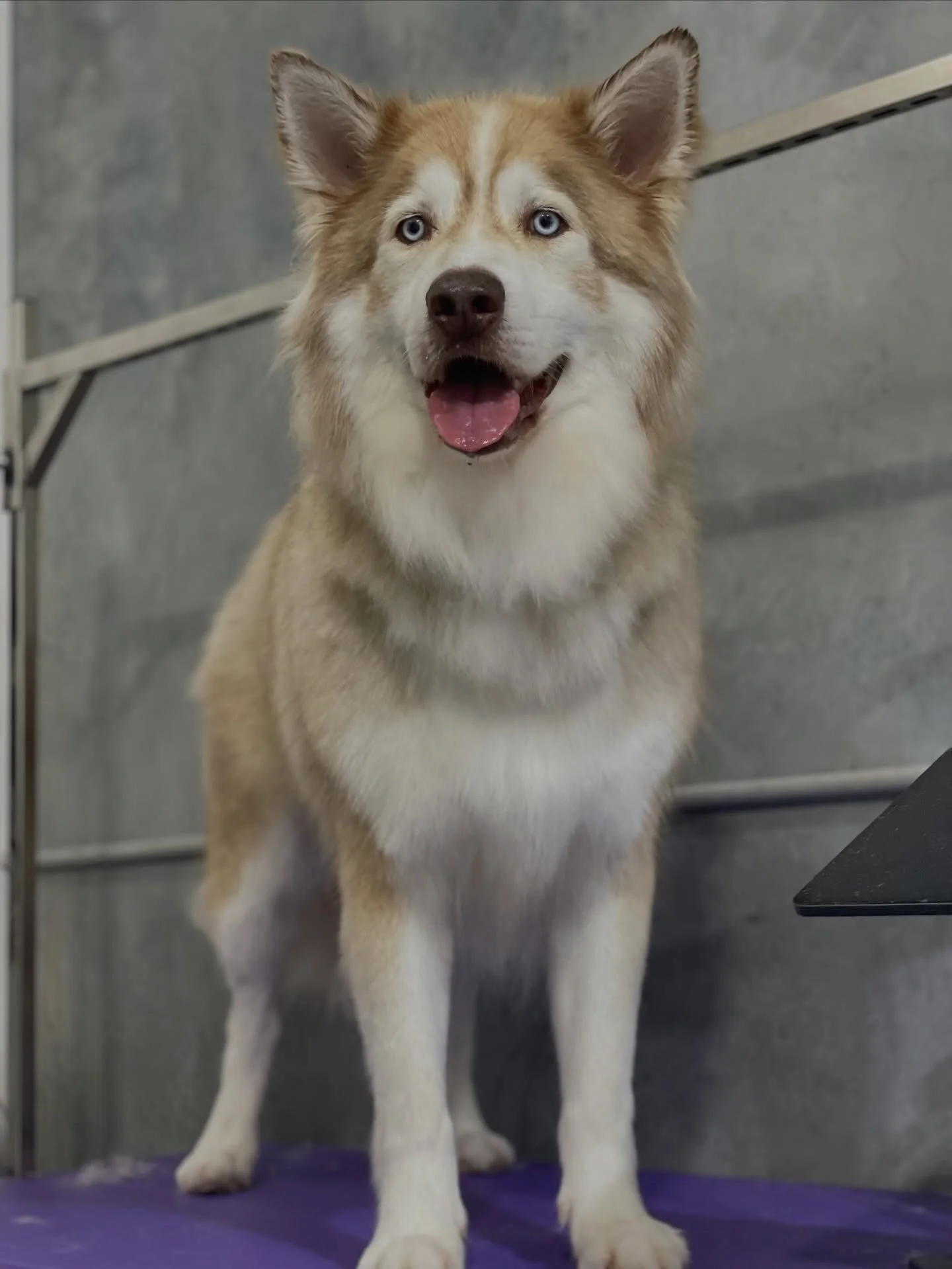 🐾🐾🐾
Deshedding is a must for double coat breeds!

Regular deshedding helps keep their coat smooth, soft, and tangle-free. It also helps remove loose undercoat and keeps the skin clean and healthy after a good bath 🐶🛁

Less fluff flying around, h