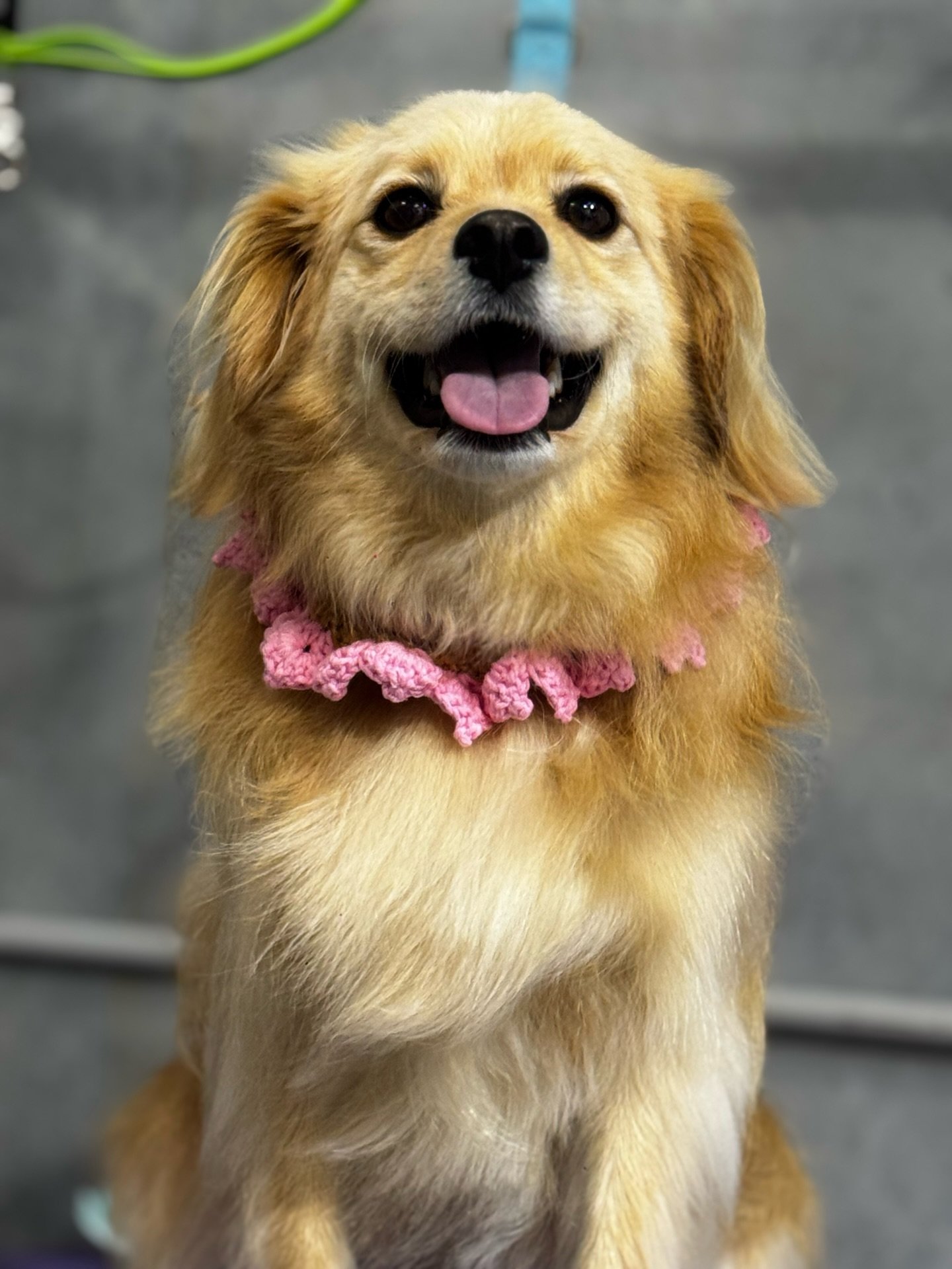 🐾🐾🐾

&mdash;&mdash;&mdash;&mdash;&mdash;&mdash;&mdash;&mdash;&mdash;
Book a grooming with us and your pup will enjoy a FREE full-day daycare while they&rsquo;re here &mdash; play, relax, make new friends, and go home looking fresh! 👍🏻👍🏻👍🏻

W