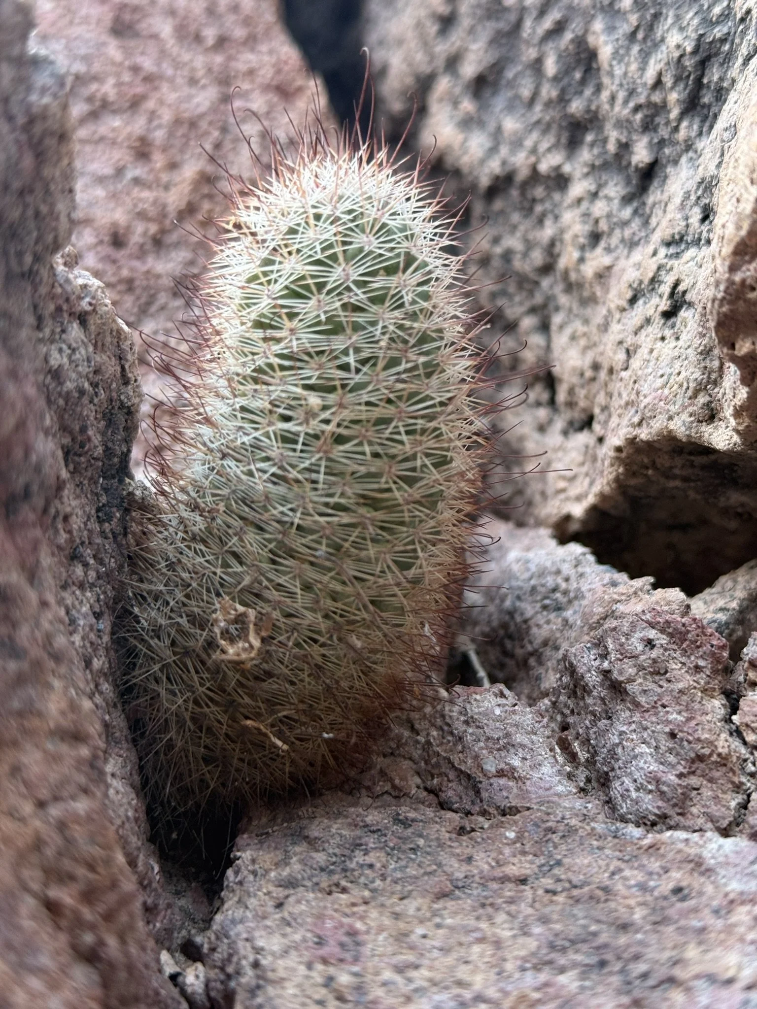 Close-up of a small prickly cactus growing between rocks in a desert environment.