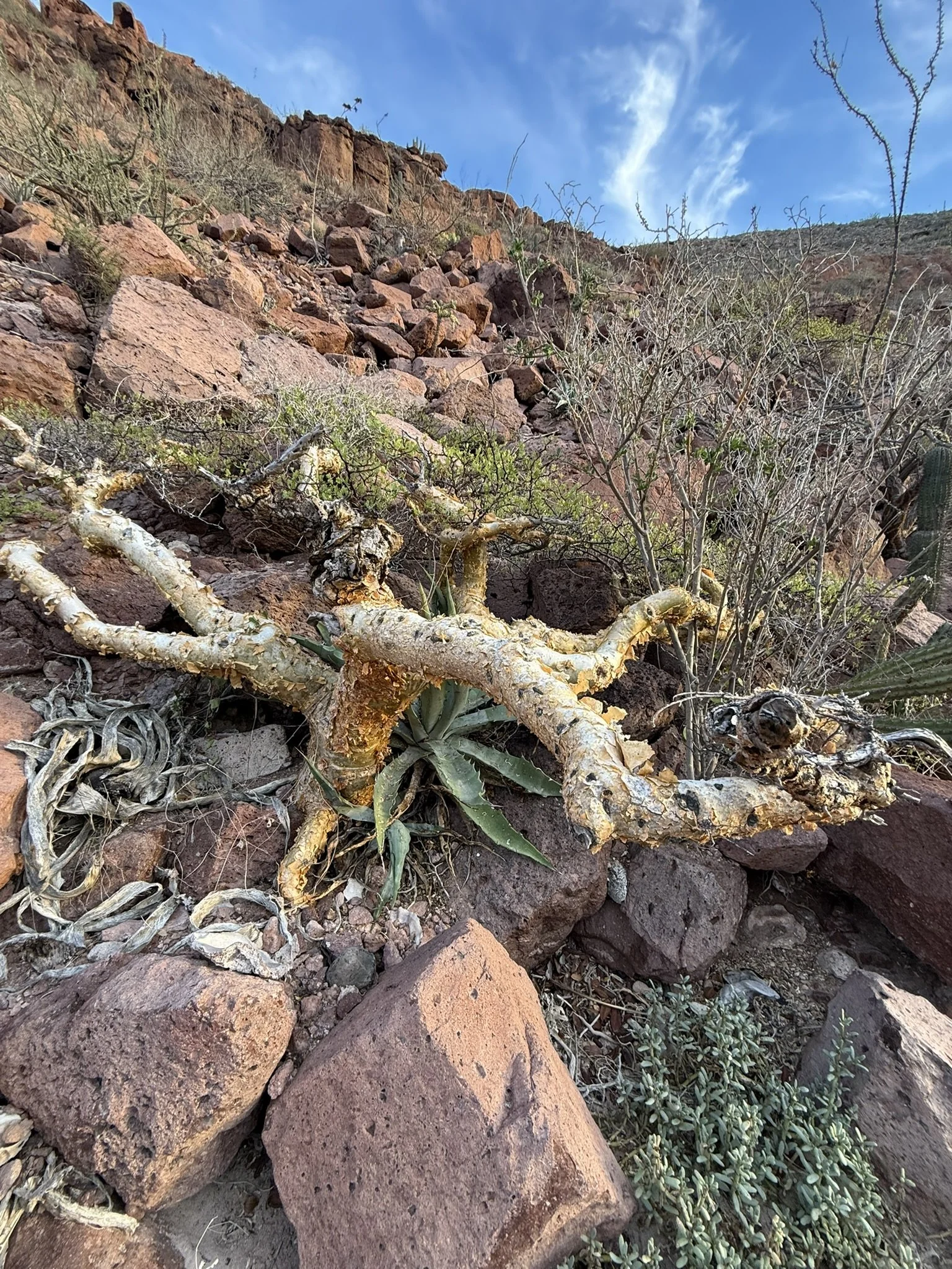 Desert landscape with large reddish rocks, sparse bushes, and cacti under a blue sky with some clouds.