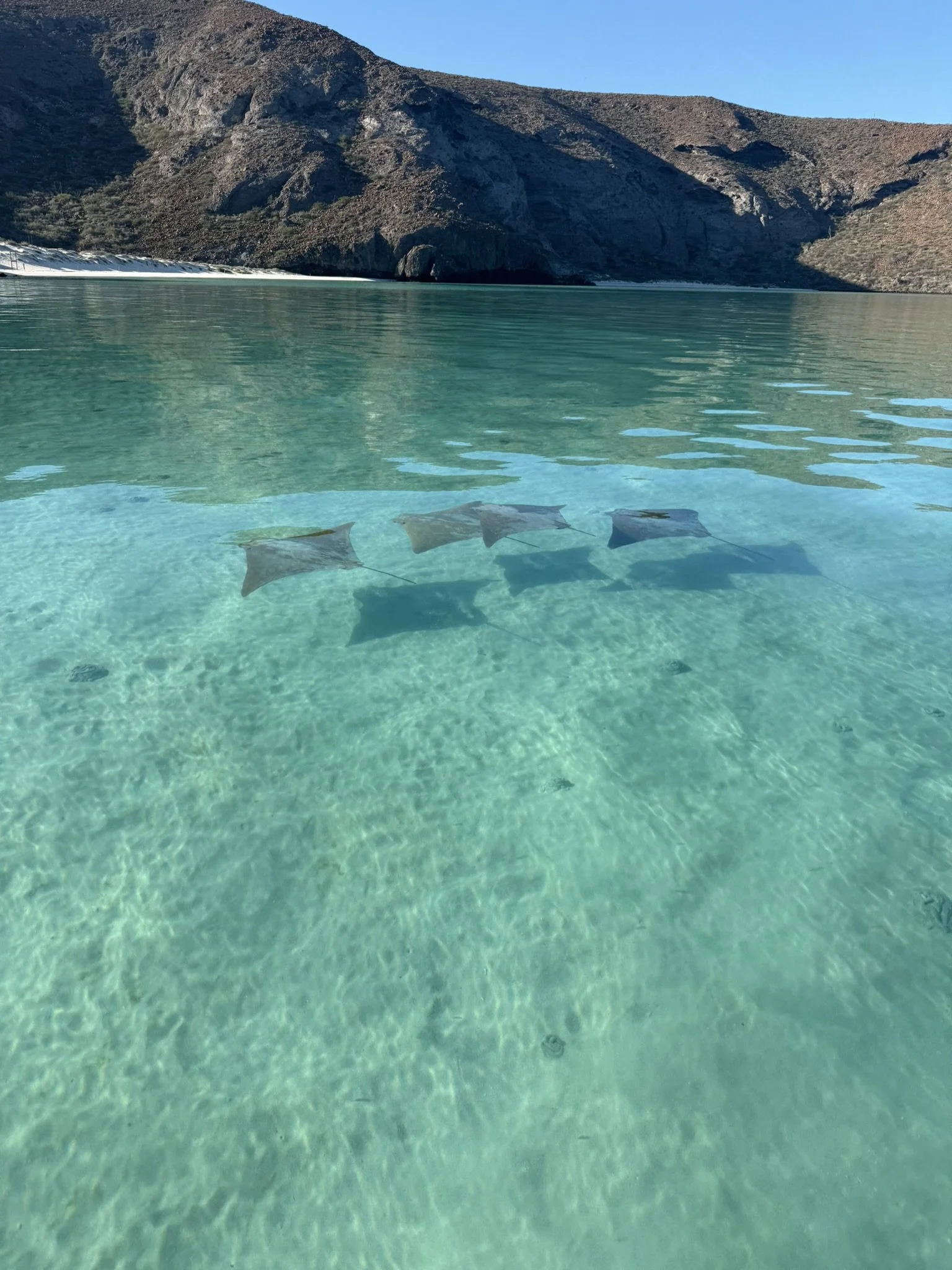 Three stingrays swimming in clear, shallow water near a rocky mountain shoreline.